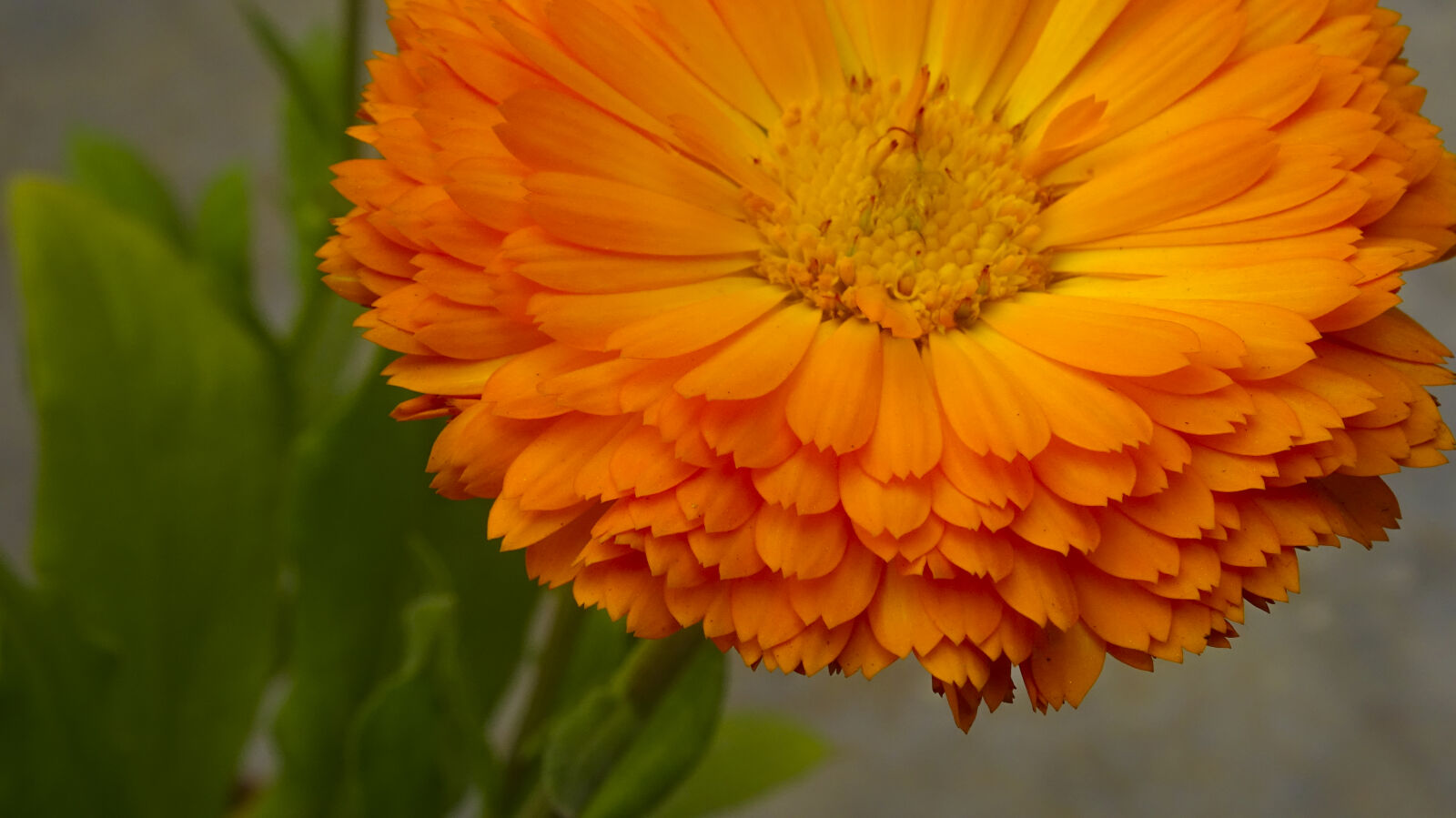 Sony Cyber-shot DSC-WX350 sample photo. Beautiful, flowers, calendula, flower photography