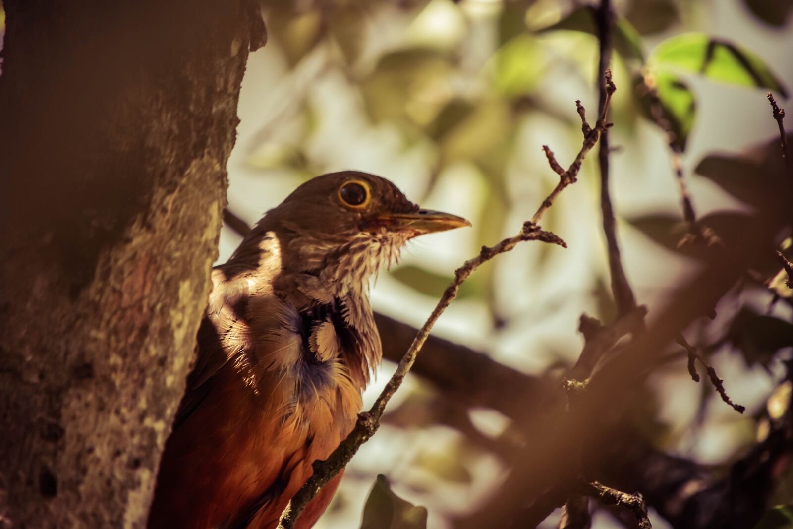 Nikon D5500 sample photo. Bird, green, animal photography