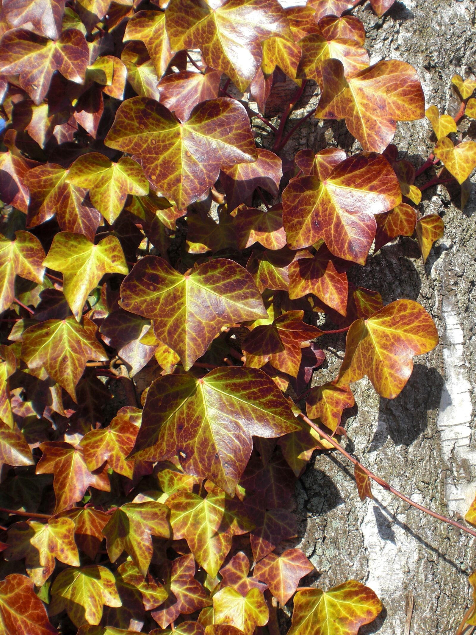 CASIO EX-Z80 sample photo. Autumn, leaves, log photography