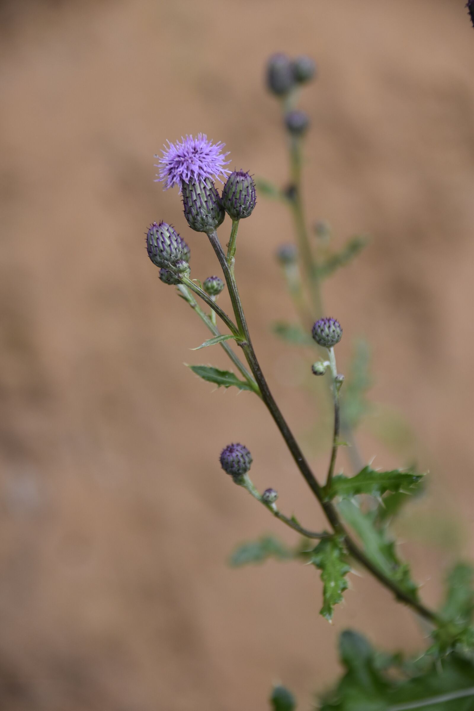 Nikon D5600 sample photo. Thistle flower, green leaves photography