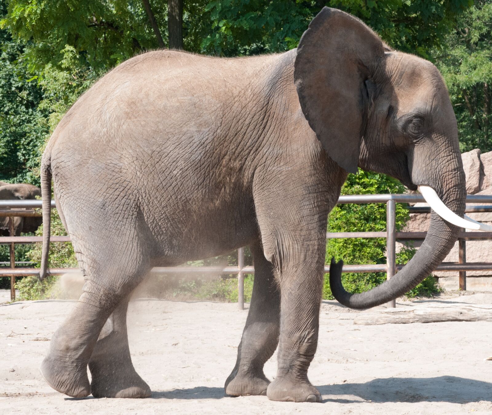 Nikon D300S sample photo. Elephant, zoo, summer photography