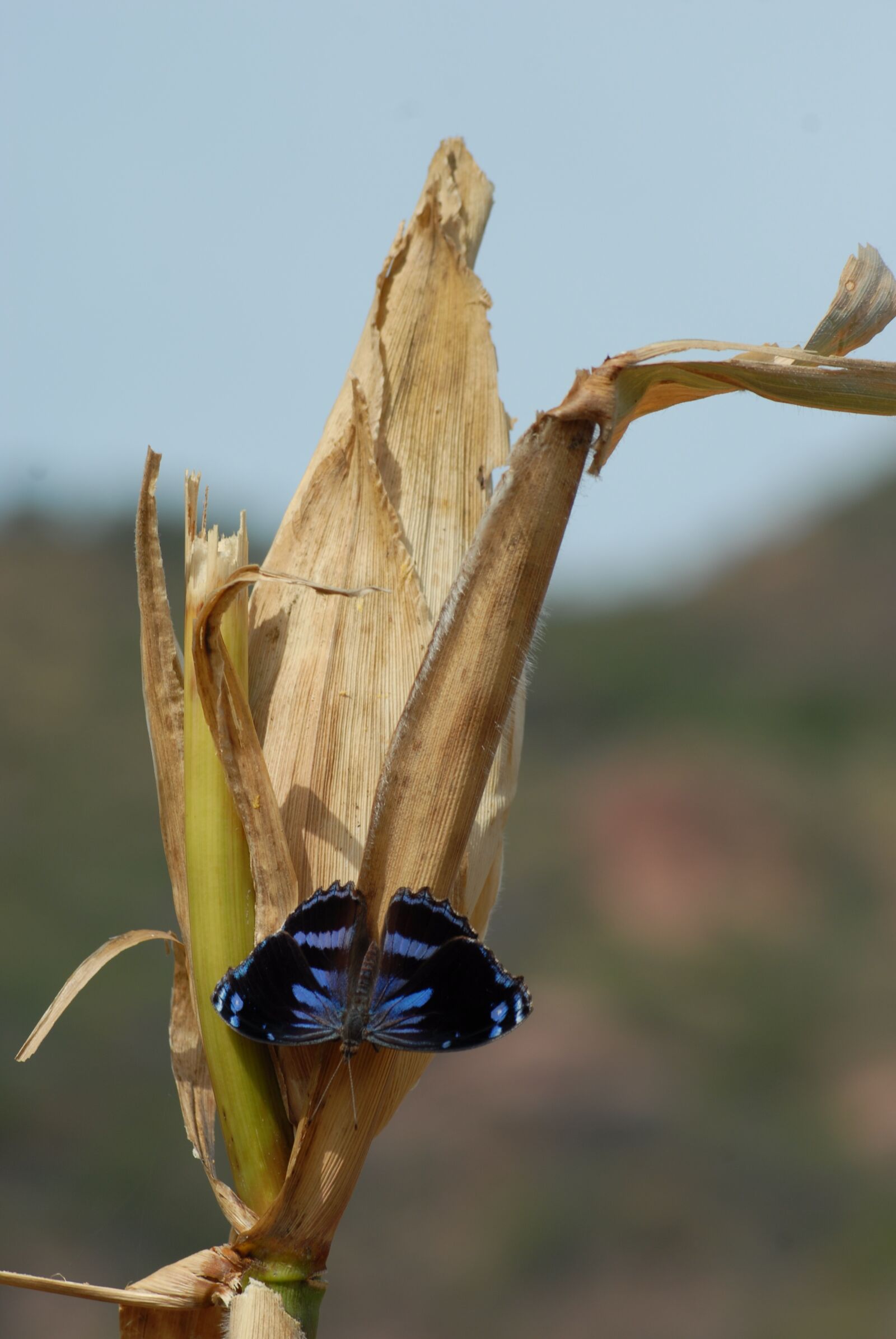 Nikon D200 sample photo. Butterfly, insect, garden photography