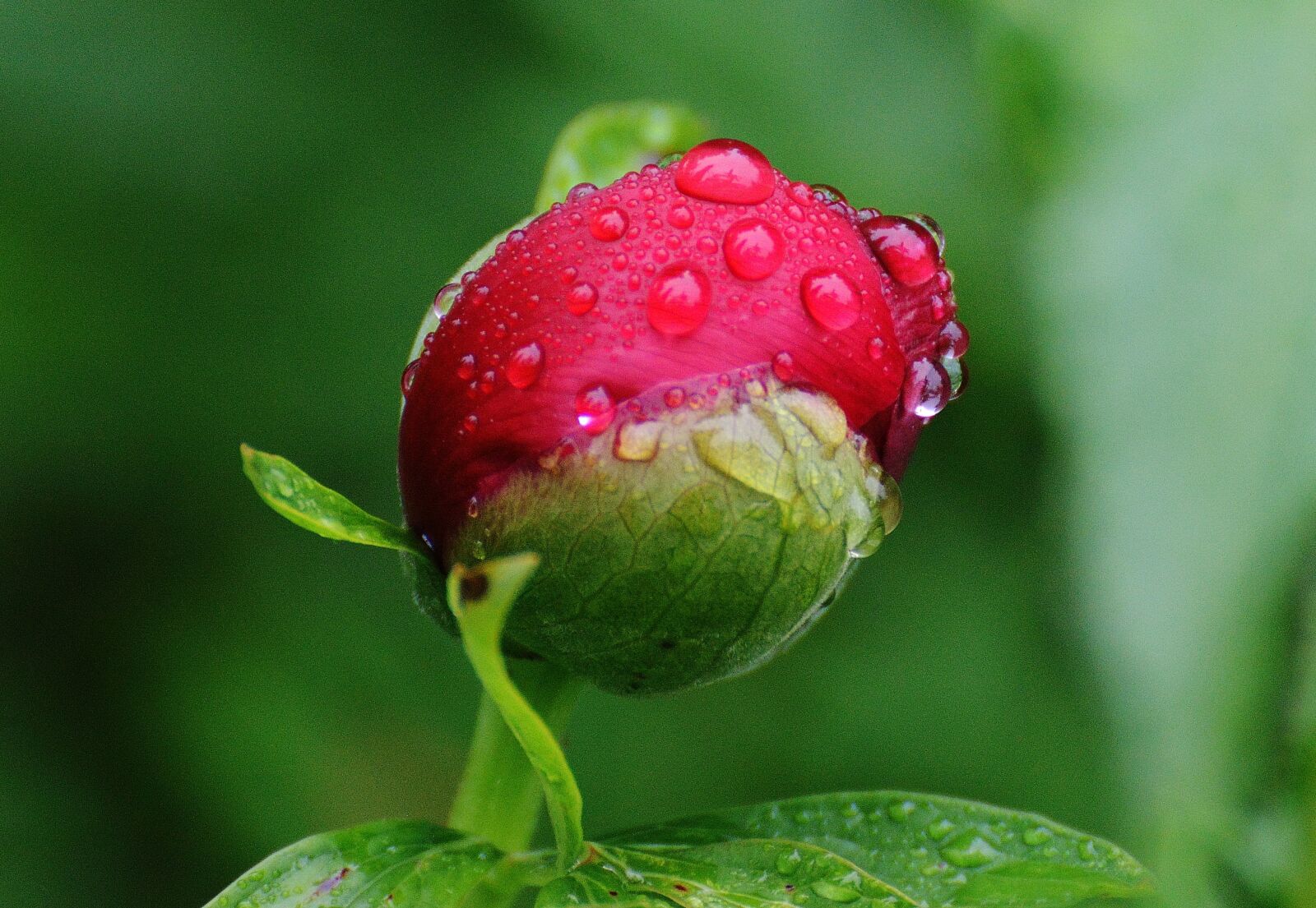 Nikon D3200 sample photo. Peony, rain, drip photography