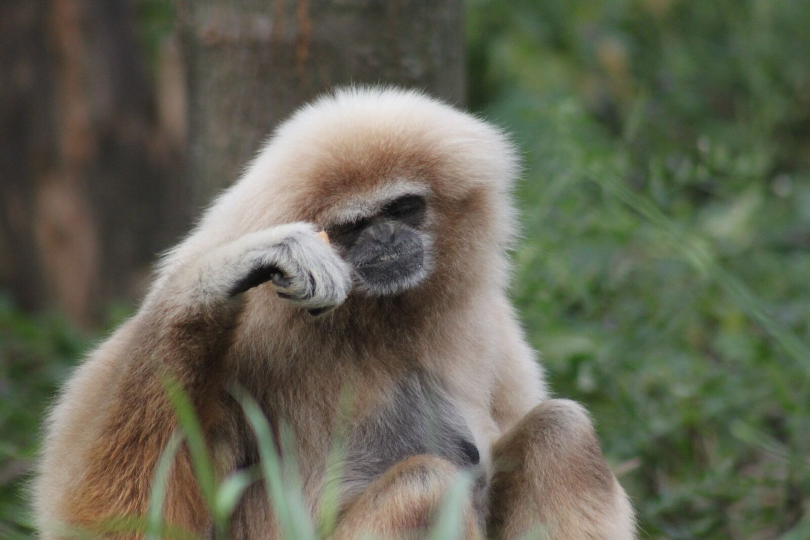 Canon EOS 500D (EOS Rebel T1i / EOS Kiss X3) sample photo. Monkey, primate, mammal photography