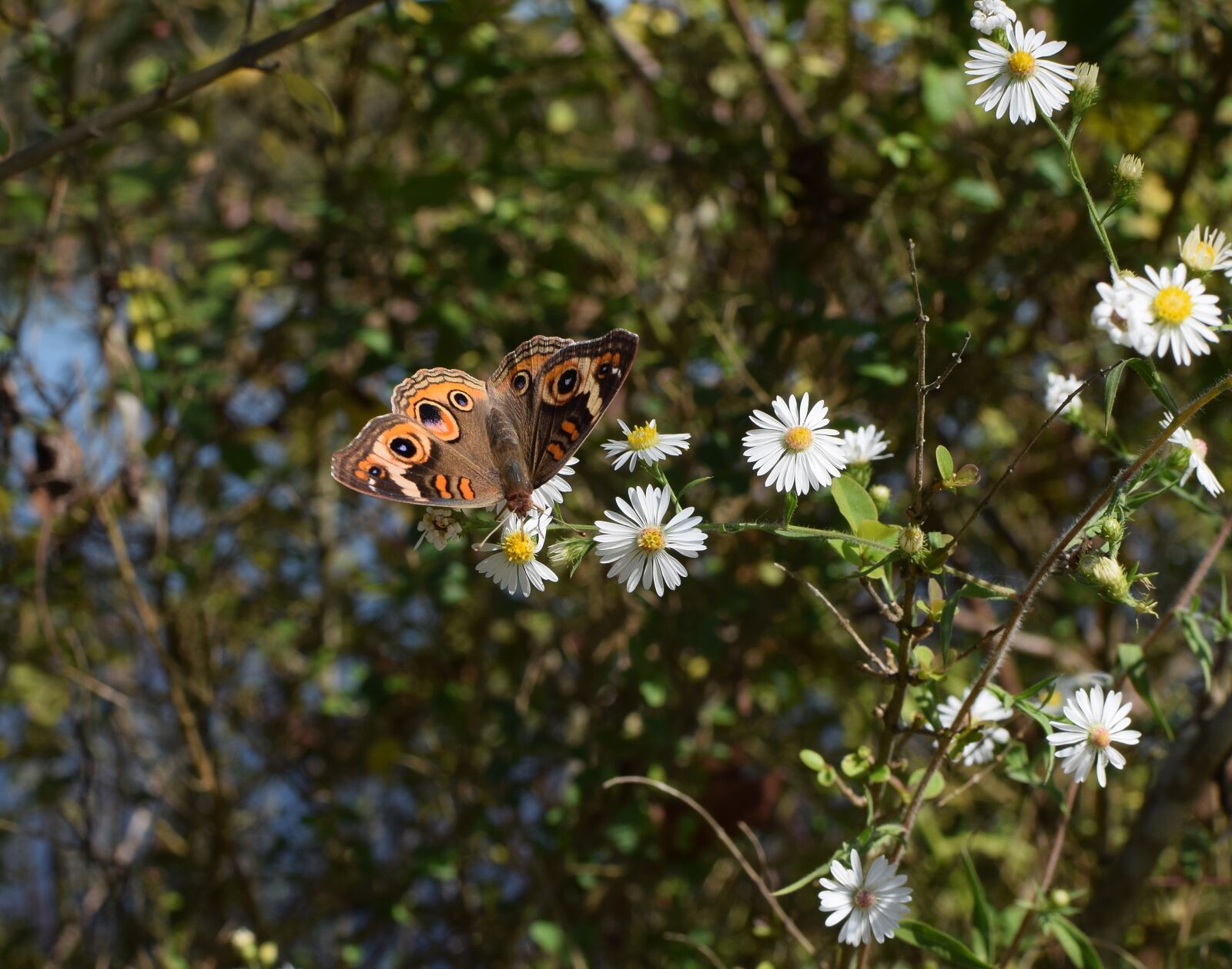 Nikon D3300 sample photo. Buckeye butterfly, butterfly, insect photography