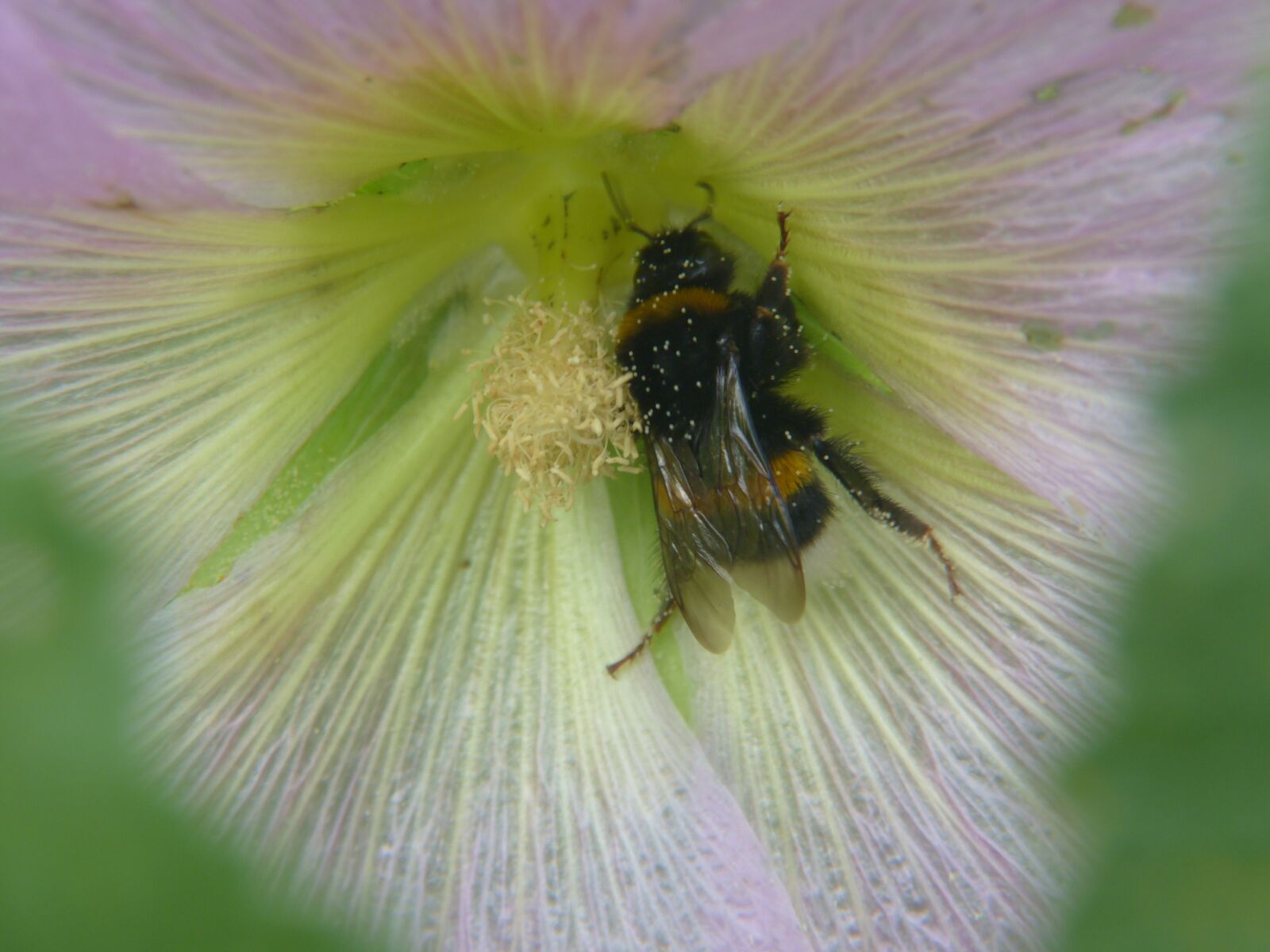 Panasonic Lumix DMC-FZ150 sample photo. Bee, flower, blossom photography