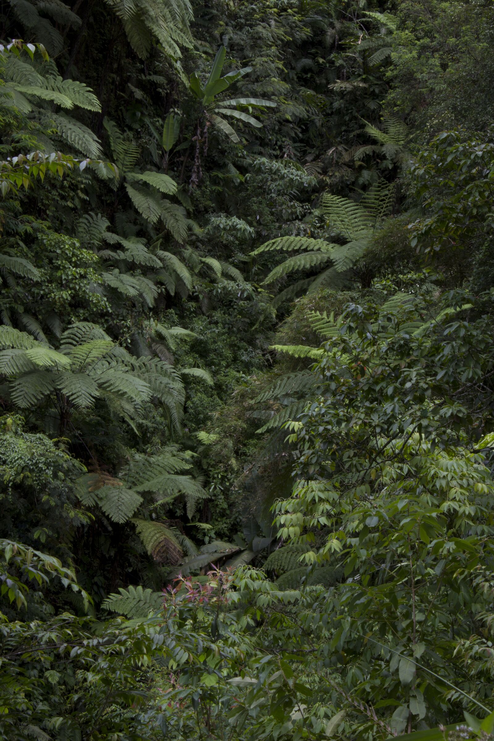 Canon EOS 600D (Rebel EOS T3i / EOS Kiss X5) sample photo. Rainforest, nature, green photography