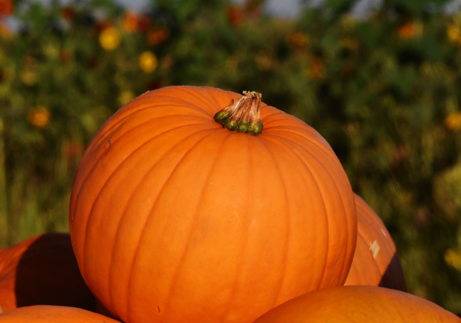 Nikon D7200 sample photo. Pumpkins, autumn, autumn decoration photography