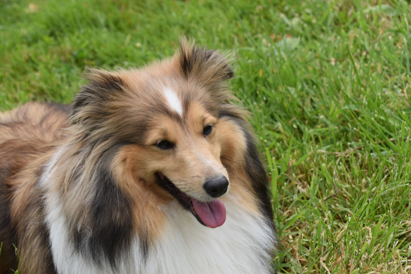 Nikon D5600 sample photo. Dog, bitch shetland sheepdog photography