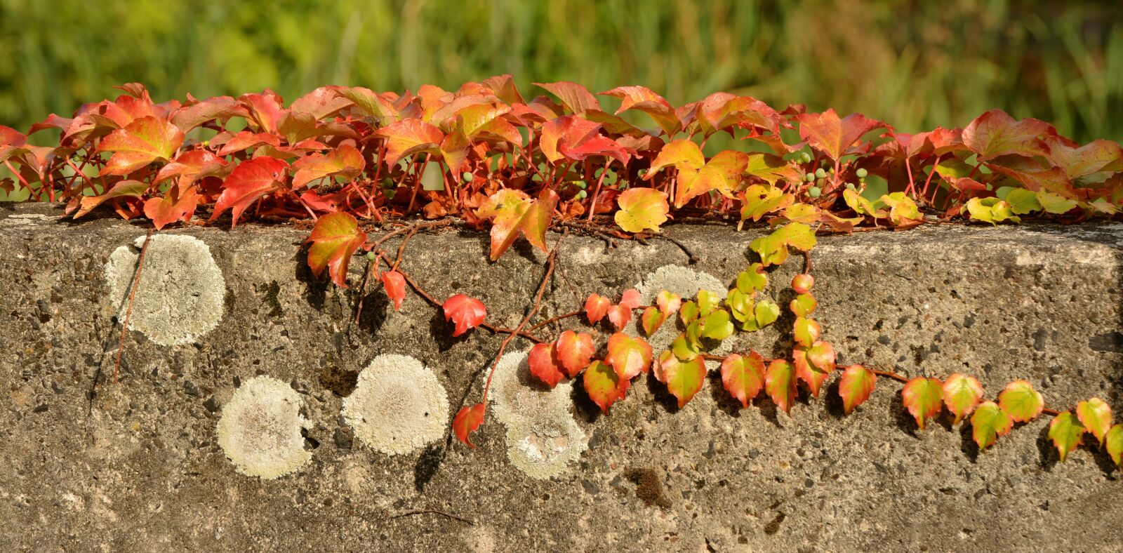 Nikon D5200 sample photo. Fall leaves, ivy, autumn photography