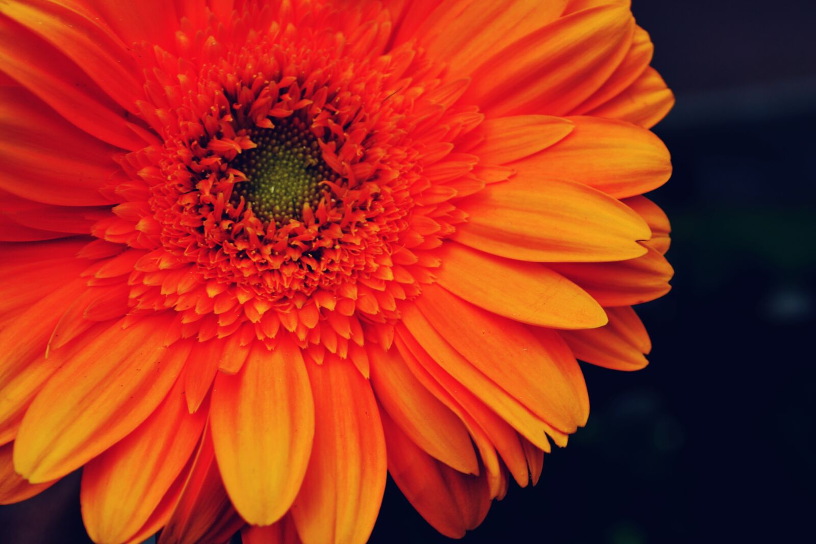 Nikon D3100 sample photo