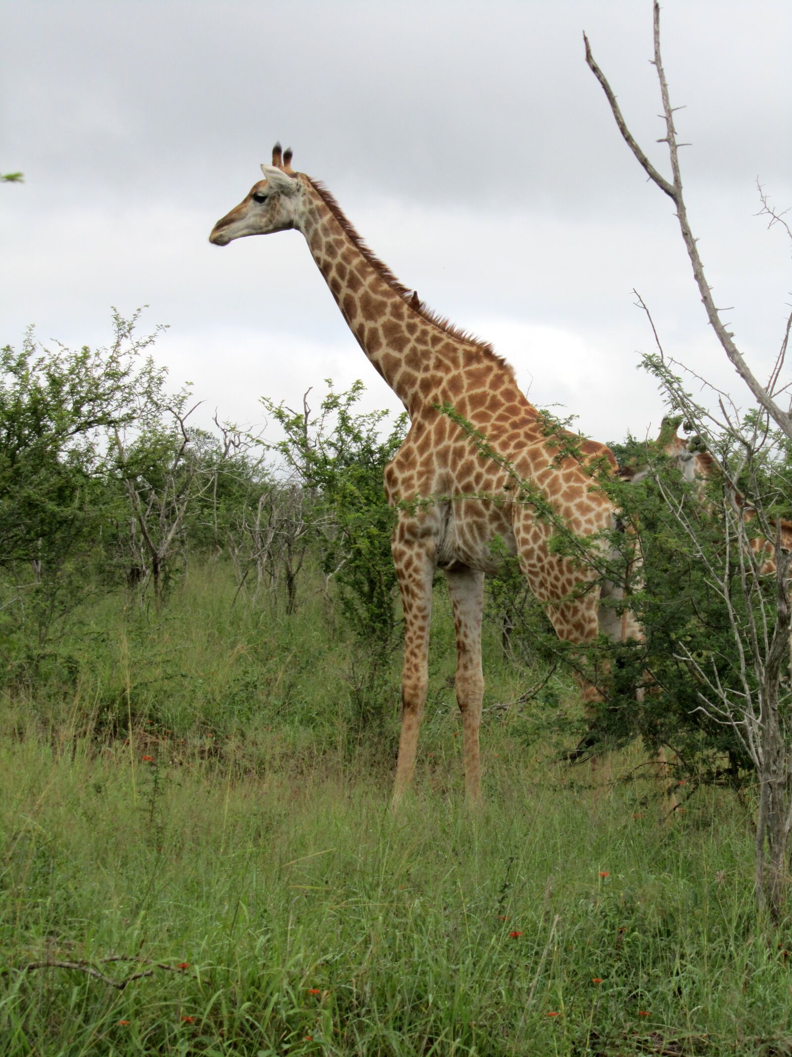 Canon PowerShot SX210 IS sample photo. African, male, giraffe photography