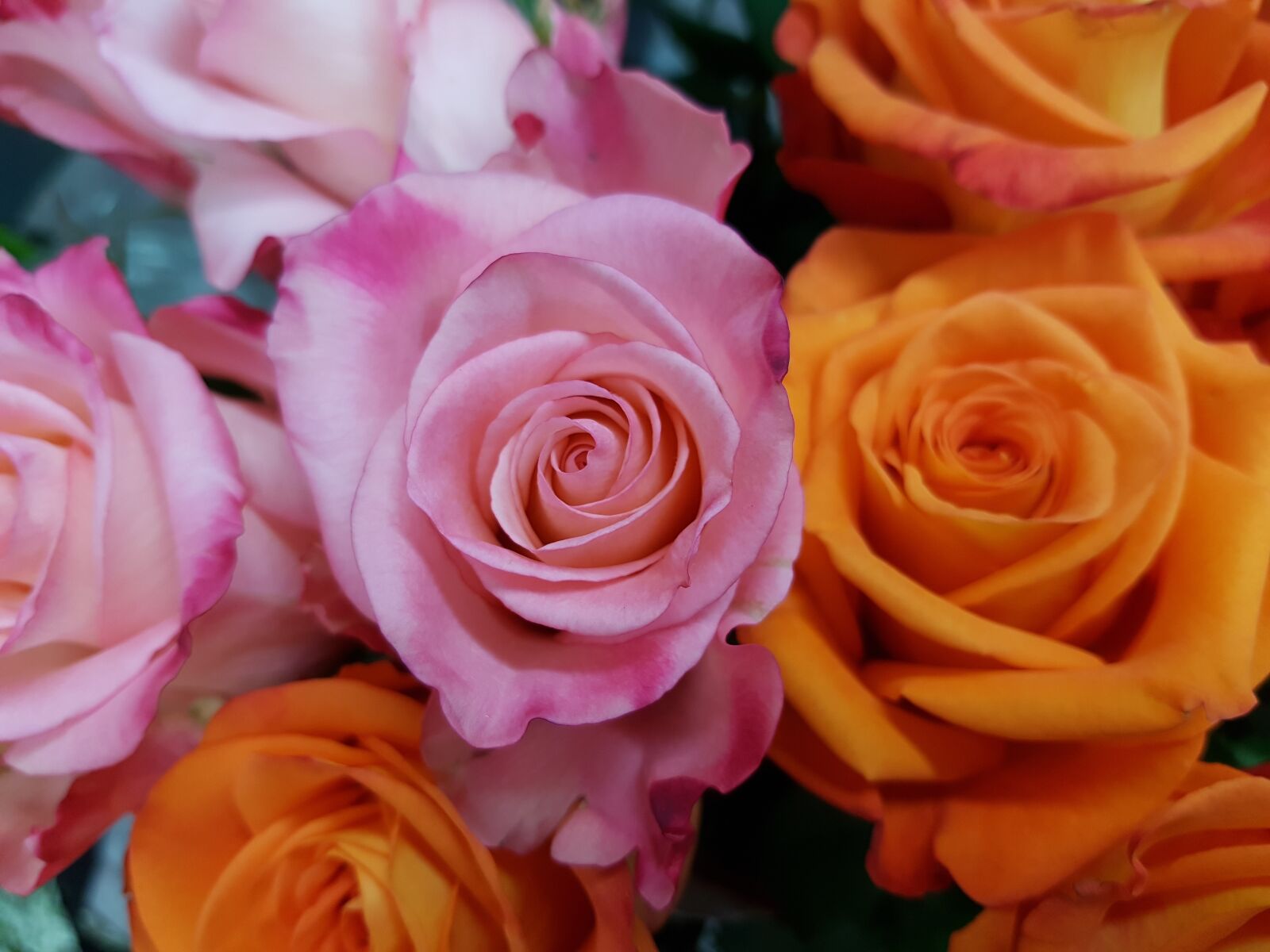 Samsung Galaxy S7 Edge sample photo. Rose, roses, rosaceae photography