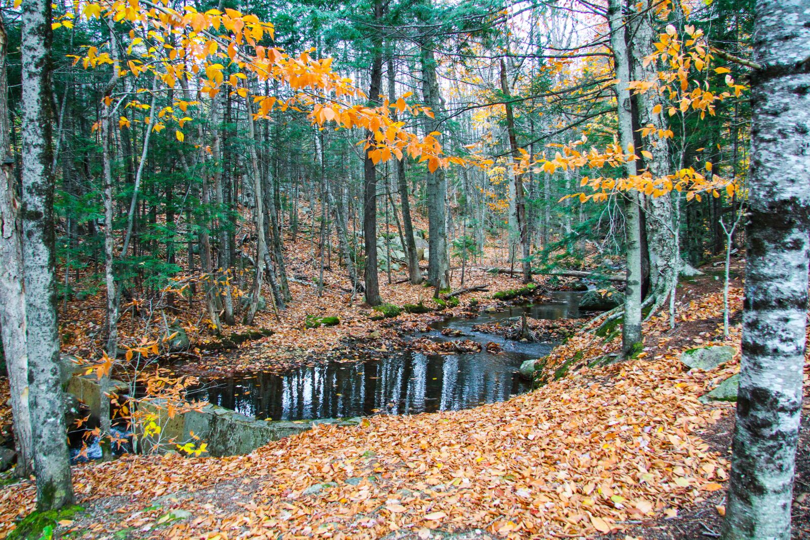 Canon EF-S 17-85mm F4-5.6 IS USM sample photo. Flume gorge park, new photography