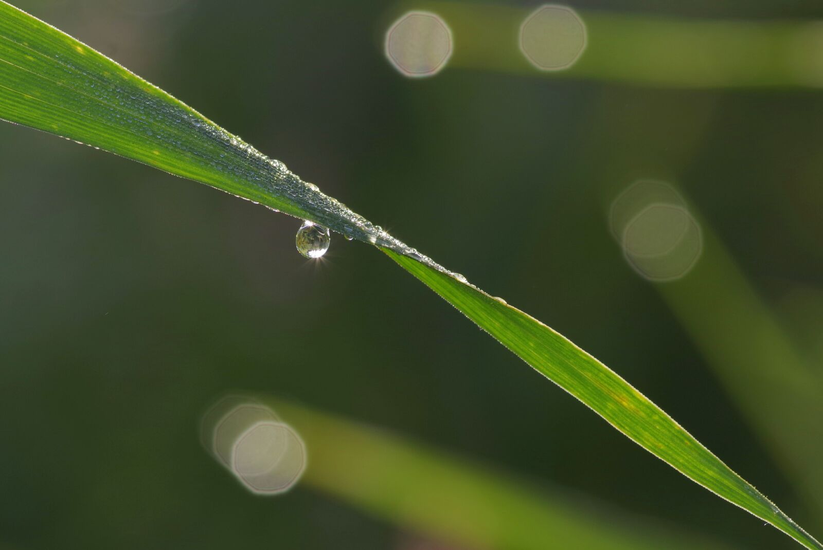 Pentax K-S2 sample photo. A drop of, grass photography
