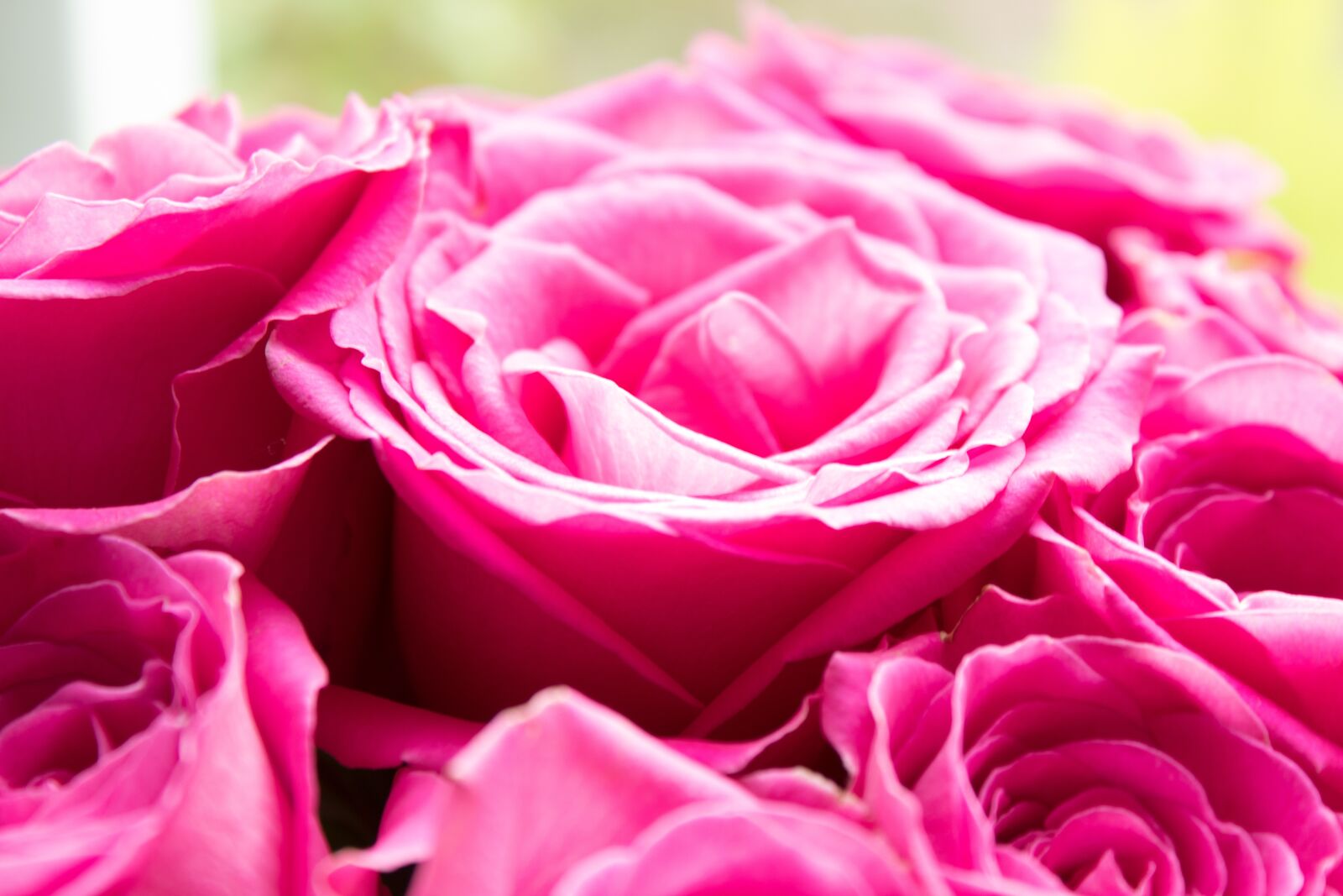 Canon EOS 1300D (EOS Rebel T6 / EOS Kiss X80) sample photo. Pink roses, roses, pink photography