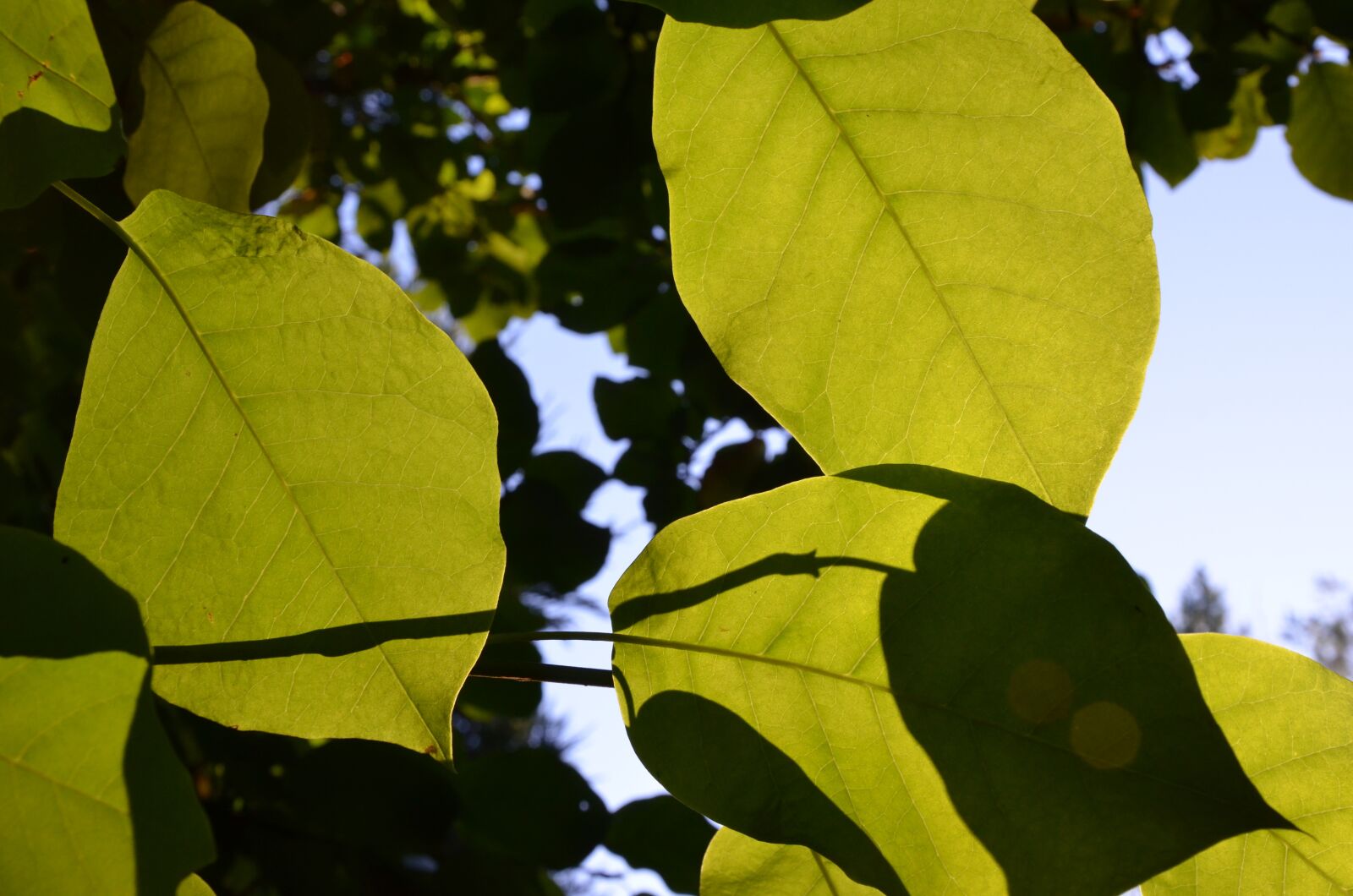 Nikon D7000 sample photo. Leaves, sun, trees photography