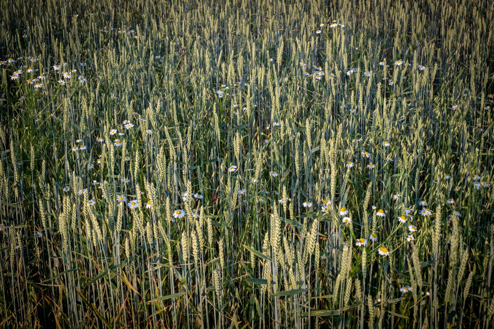 Fujifilm X-T2 sample photo. Cereals, barley, wheat photography