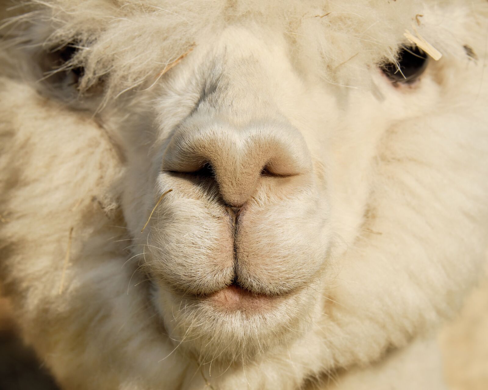 Fujifilm XF 55-200mm F3.5-4.8 R LM OIS sample photo. Alpaca, animal, head photography