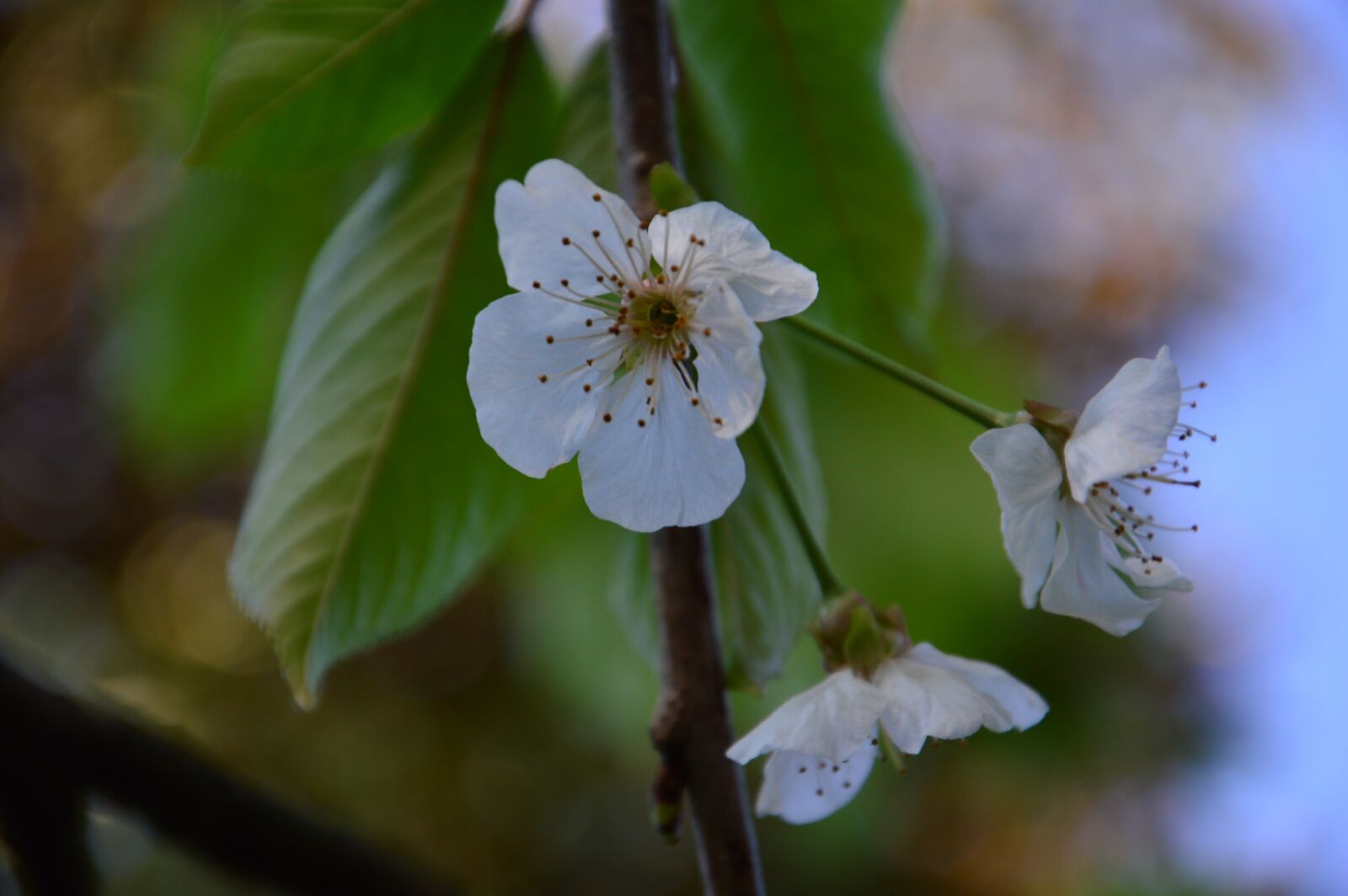 Nikon D3200 sample photo. Cherry blossom, spring, sakura photography
