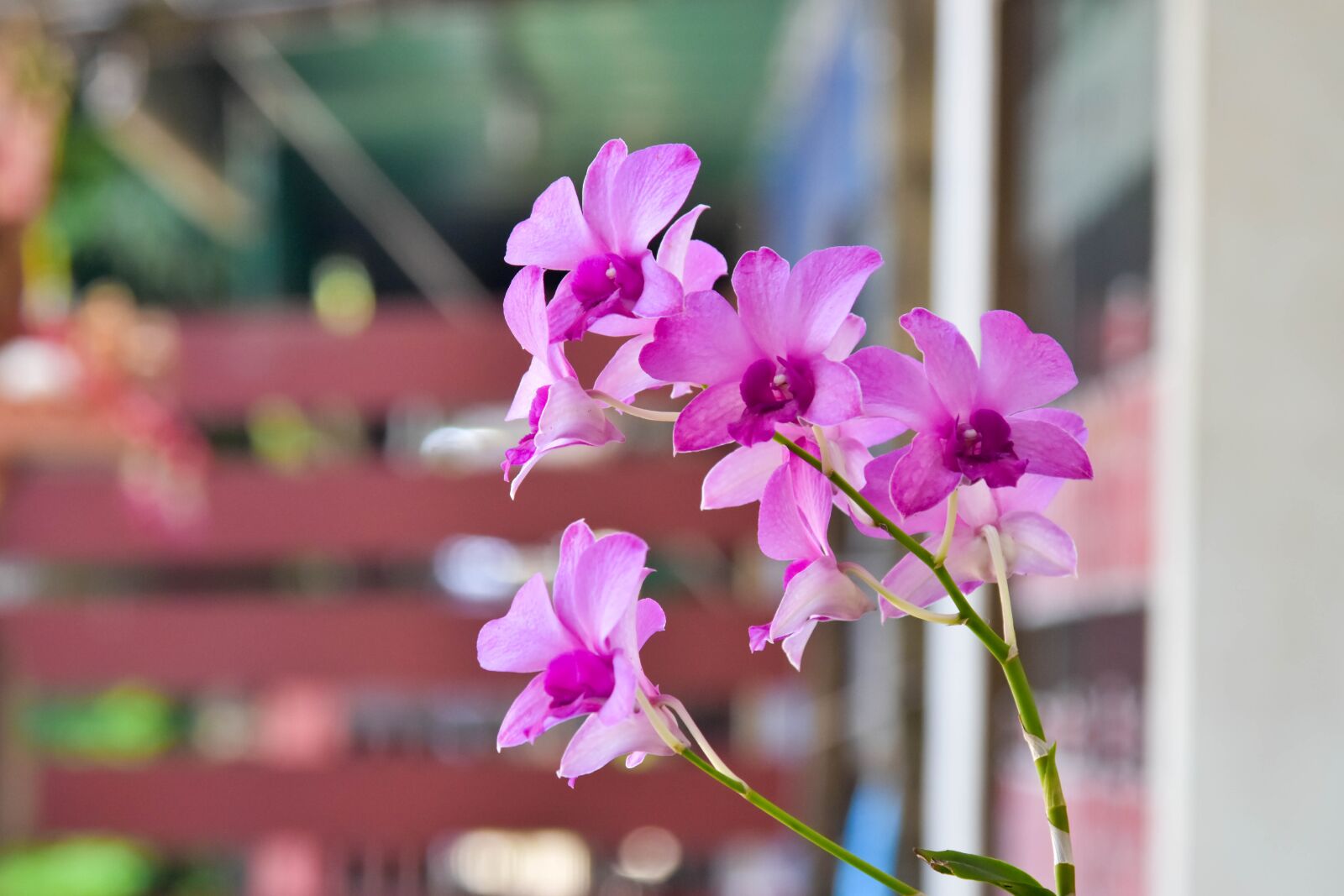 Nikon D7200 sample photo. Flower, orchid, natural photography