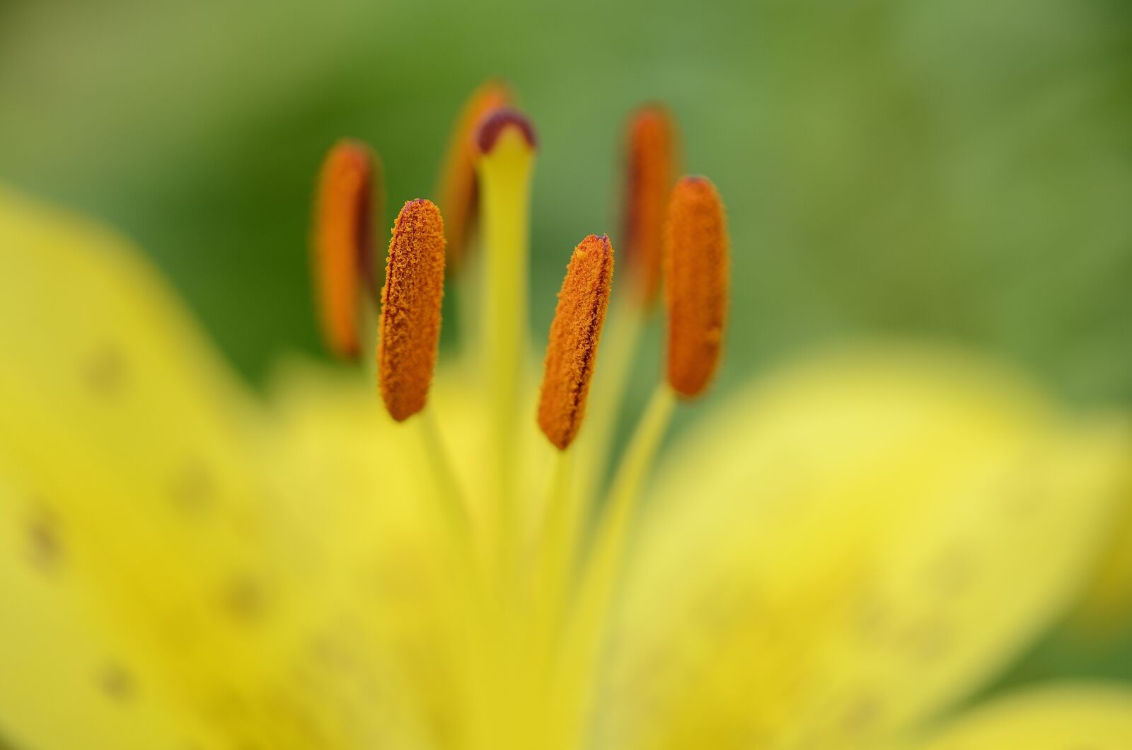 Nikon D7000 sample photo. Pistil, flower, blooming photography