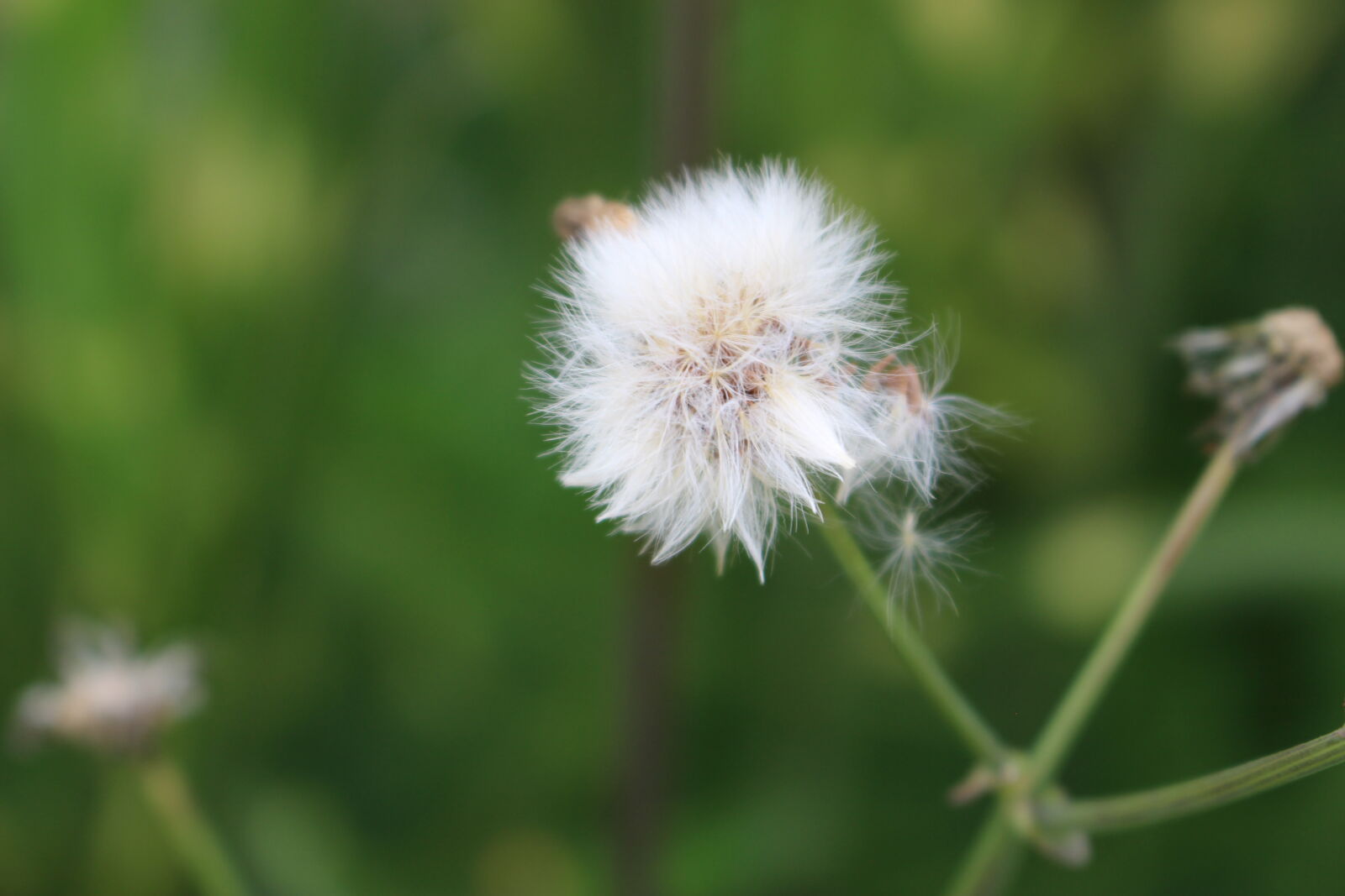 Canon EOS 100D (EOS Rebel SL1 / EOS Kiss X7) sample photo. Blooming, blossom, blur, bright photography