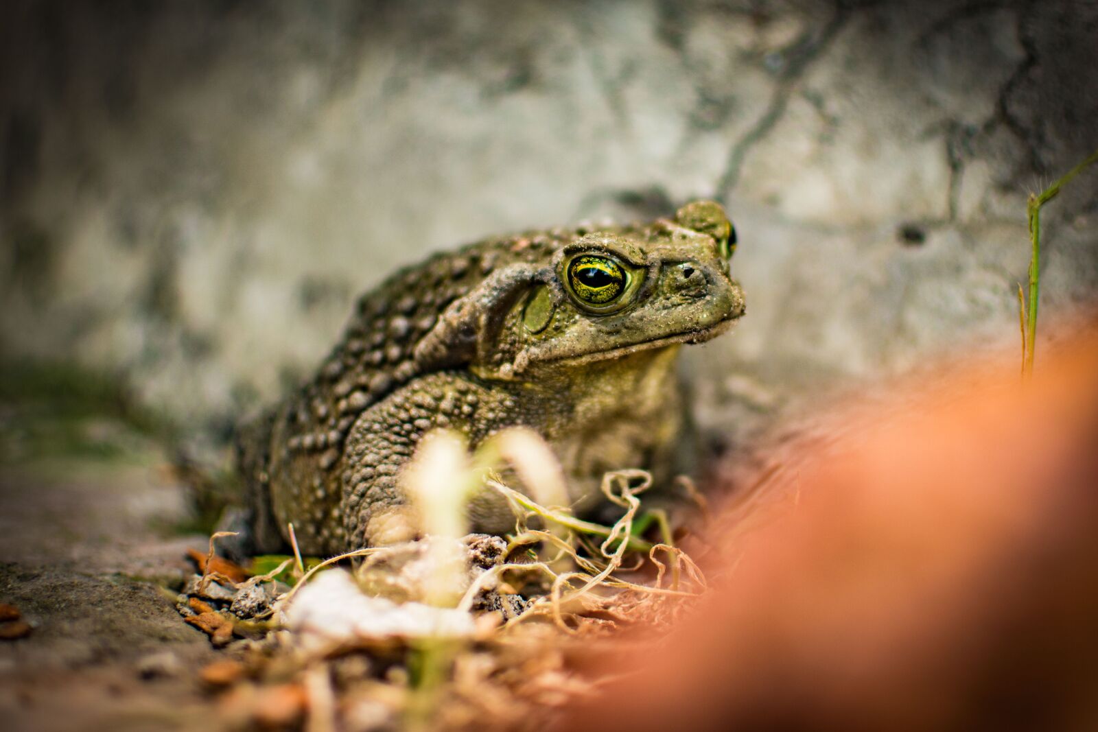 Nikon D7100 sample photo. Toad, green, animals photography