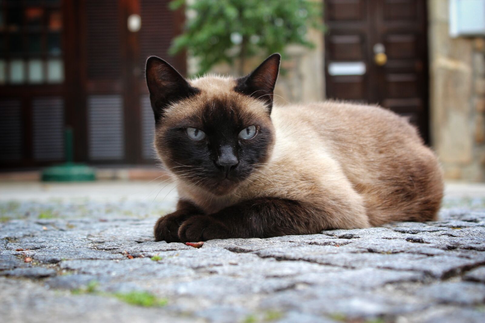 Canon EOS 1300D (EOS Rebel T6 / EOS Kiss X80) sample photo. Cat, animal, kitten photography