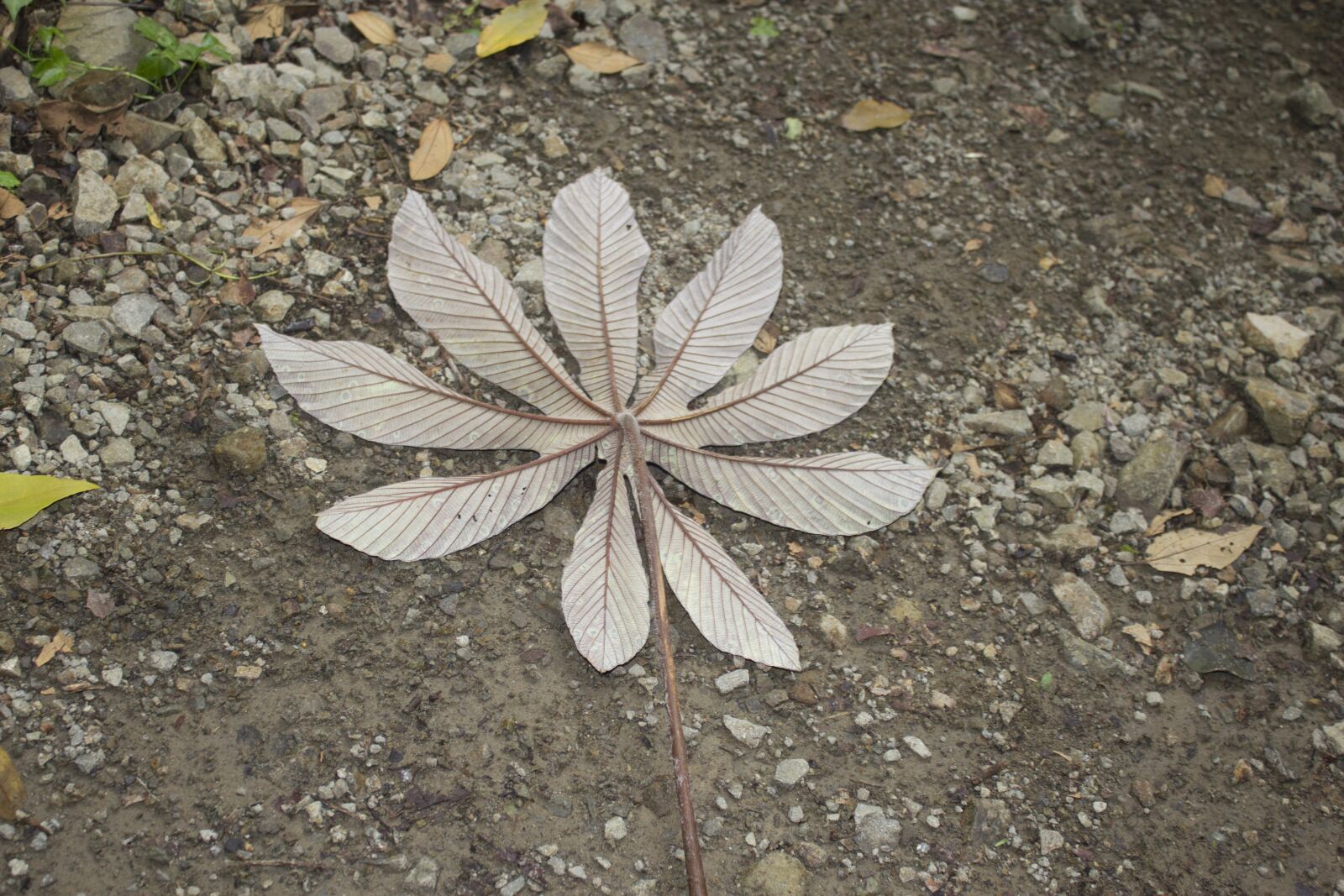 Canon EOS 550D (EOS Rebel T2i / EOS Kiss X4) sample photo. Costa rica, green, plant photography