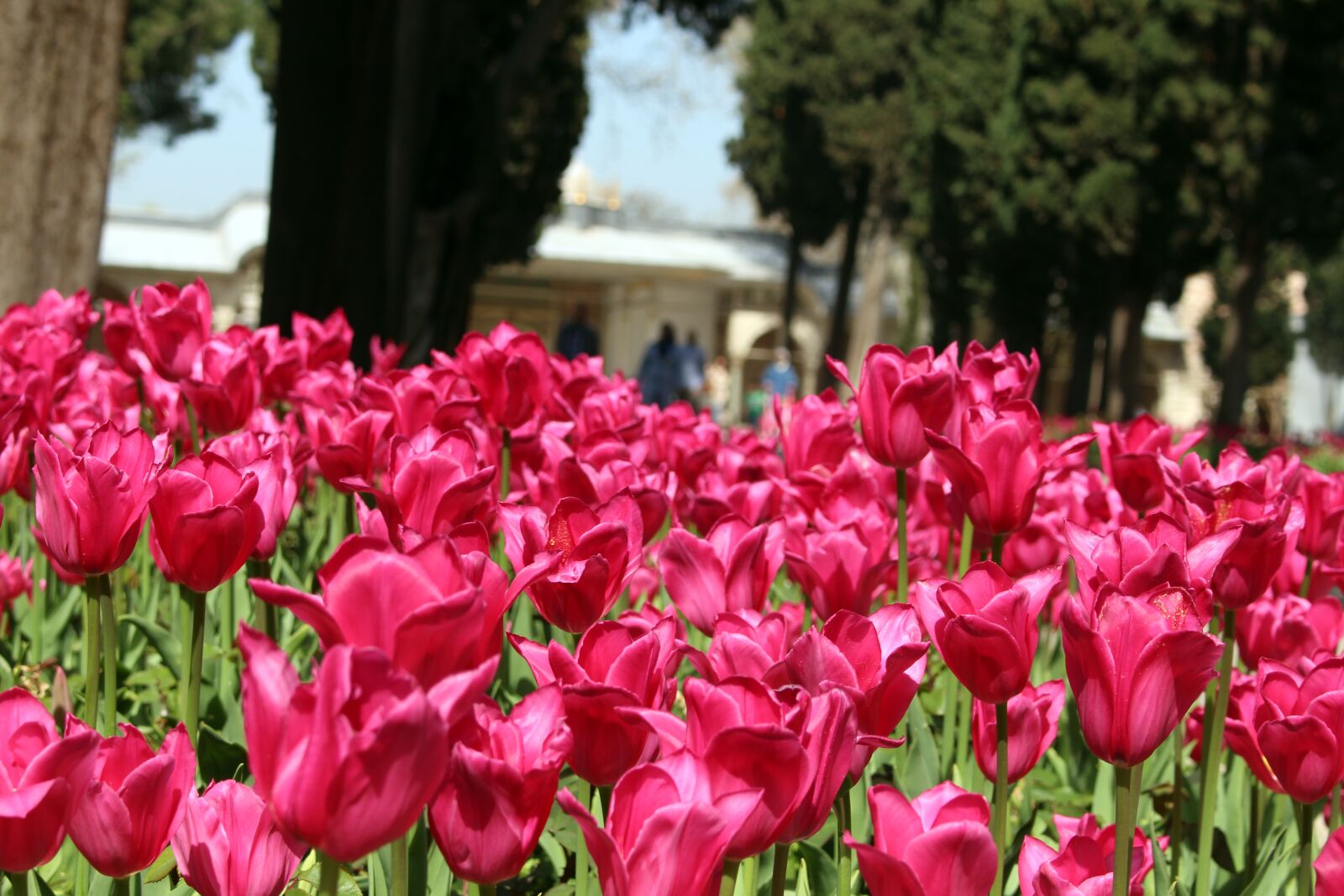 Canon EOS 700D (EOS Rebel T5i / EOS Kiss X7i) sample photo. Tulips, istanbul, topkapi palace photography