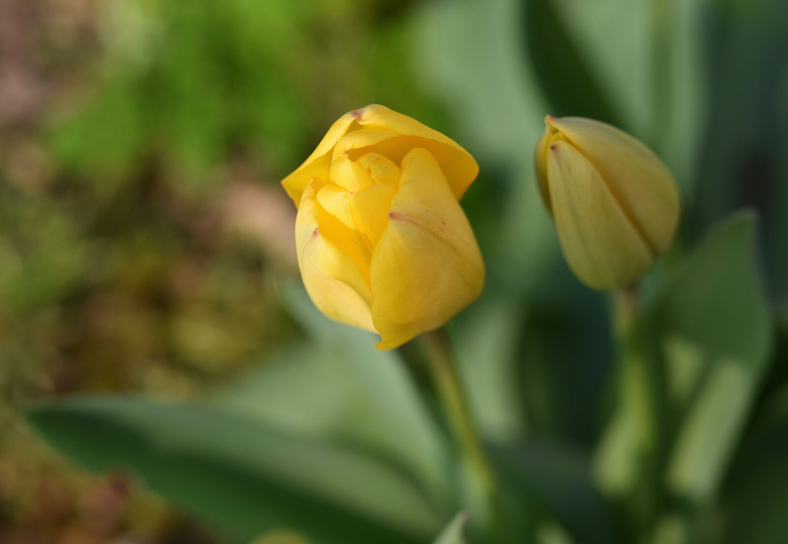 Nikon D5600 sample photo. Flower, flowers, tulips photography
