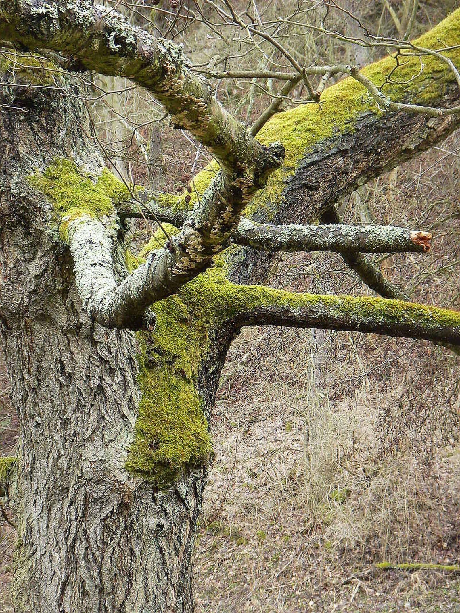 Sony DSC-T5 sample photo. Tree, bark, strain photography