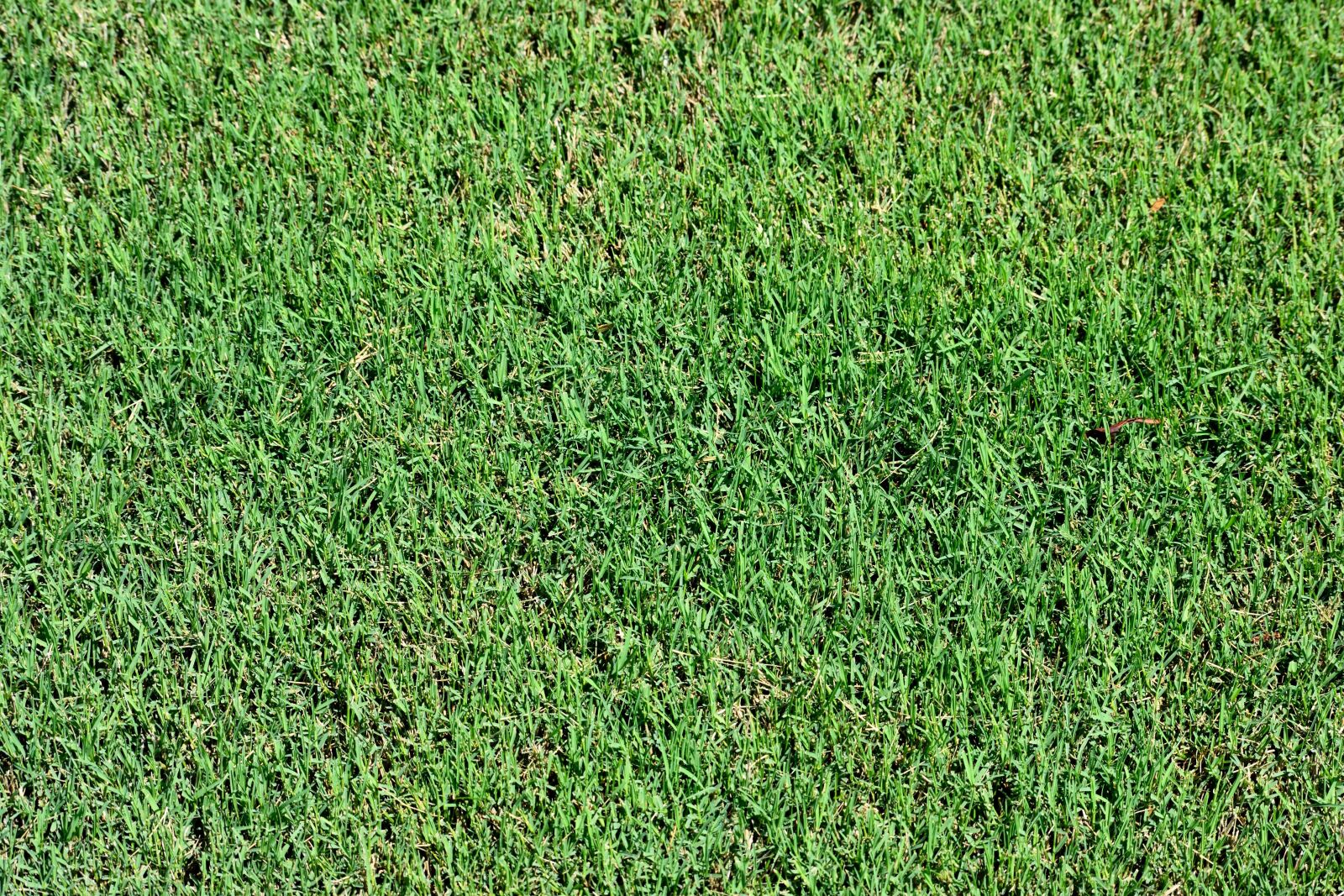Nikon D3300 sample photo. Lawn, grass, green photography