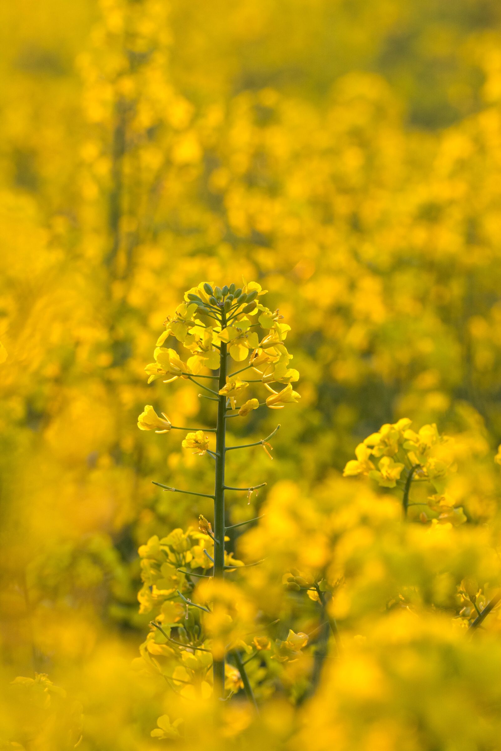 Tamron SP 70-300mm F4-5.6 Di VC USD sample photo. Rapeseed, yellow, agriculture photography