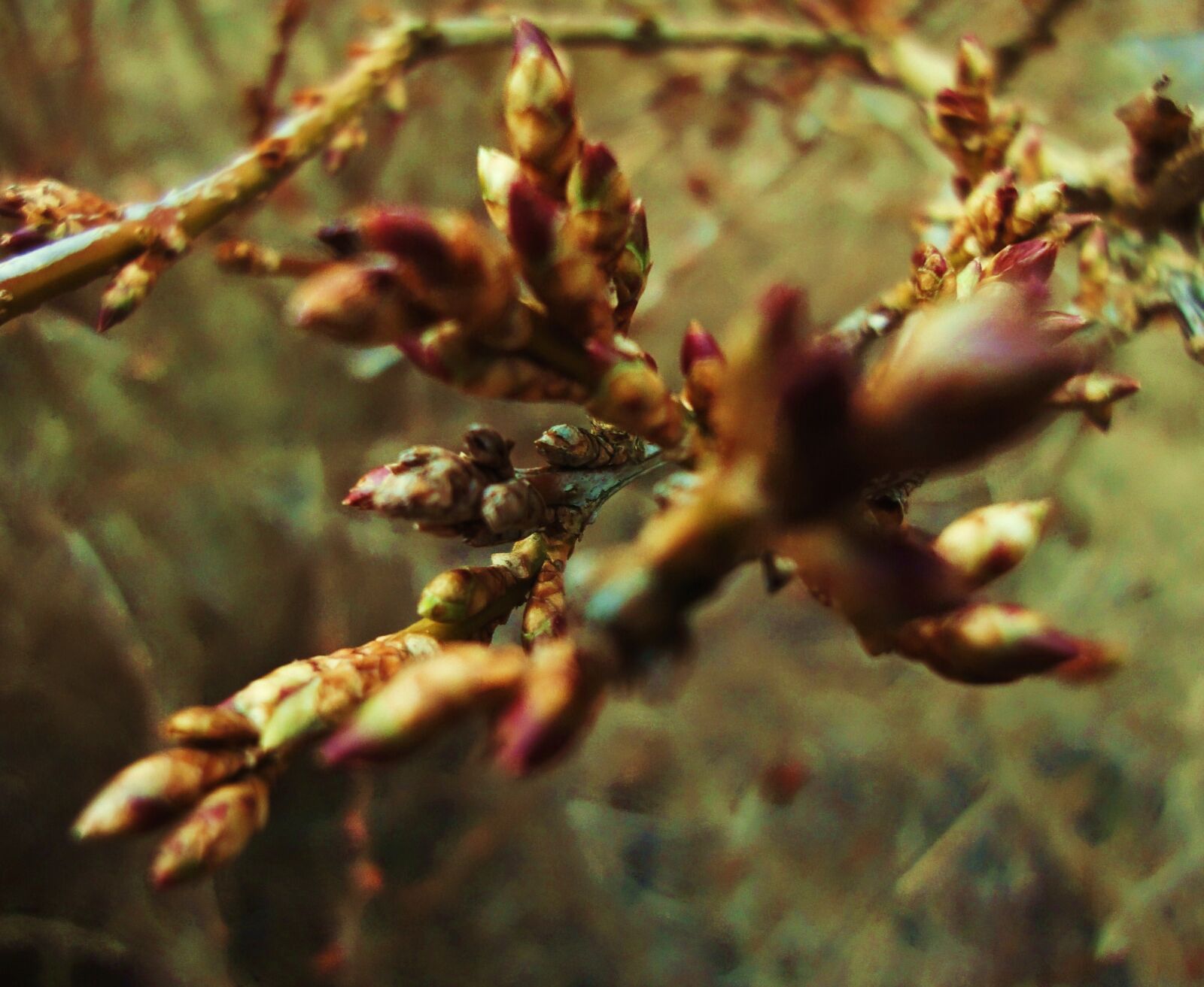 Sony Cyber-shot DSC-WX1 sample photo. Blooming, branch, close, up photography