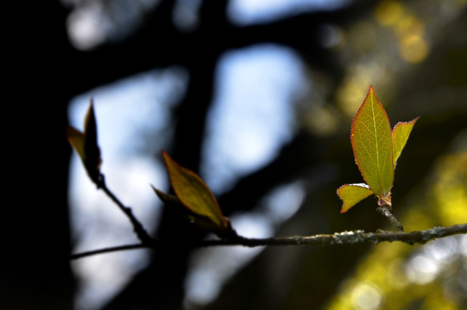Nikon D5100 sample photo. Leaf, tree, nature photography
