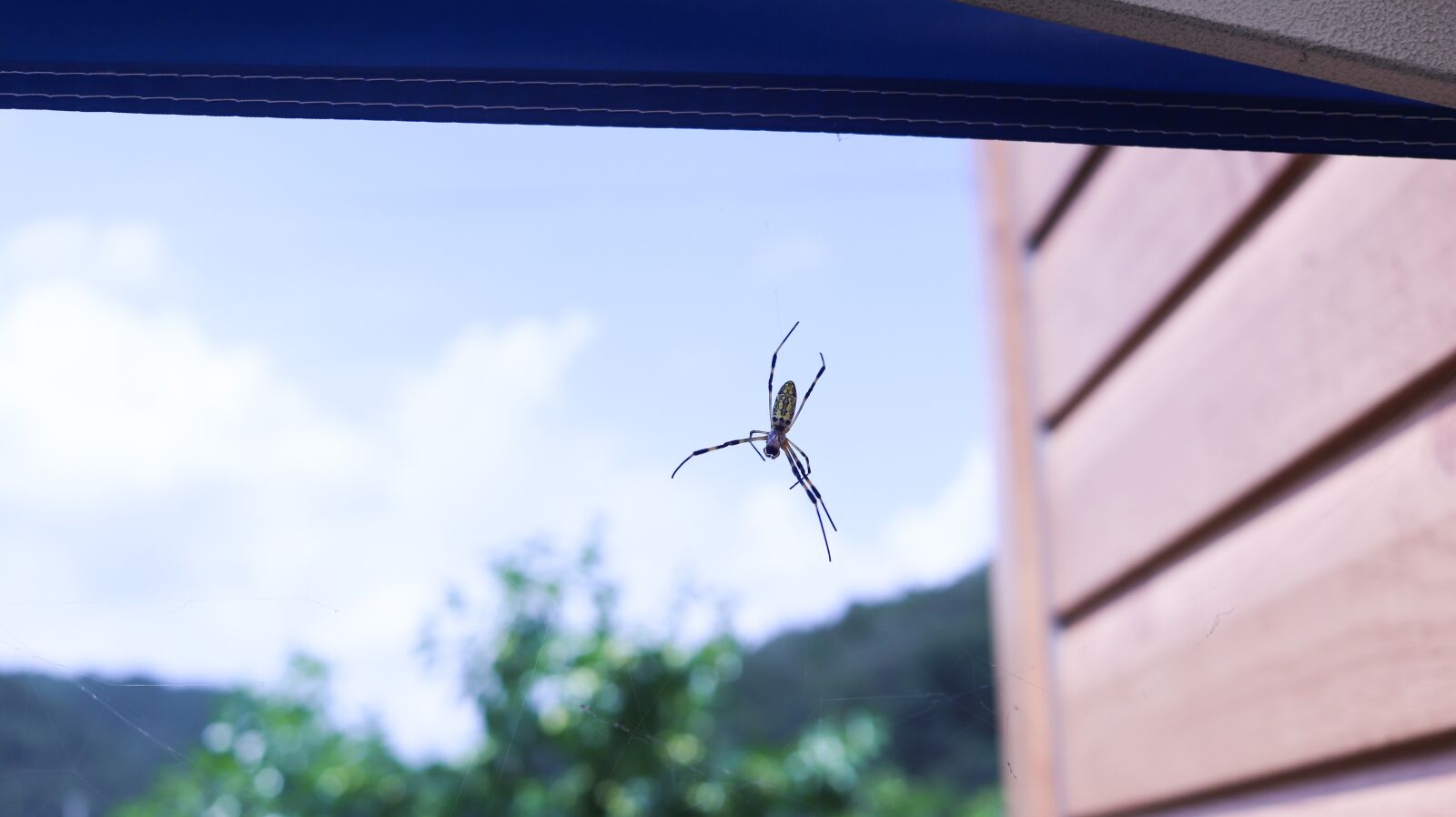 Canon EOS 200D (EOS Rebel SL2 / EOS Kiss X9) sample photo. Spider, insect, cobweb photography