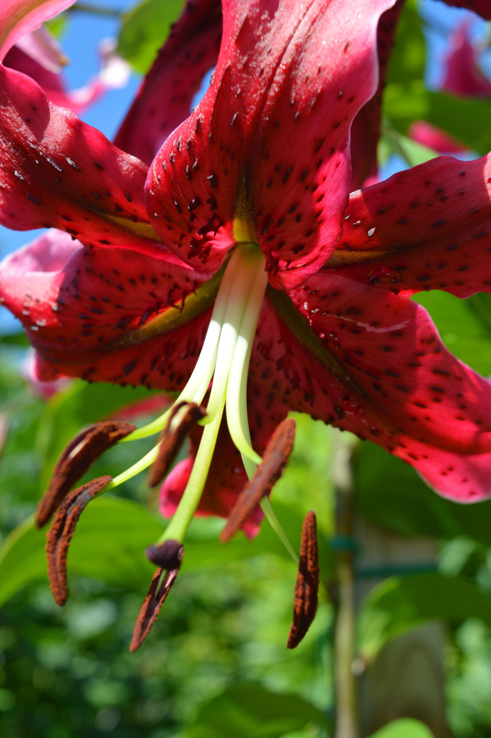 Nikon D3200 sample photo. Lily, red, close up photography