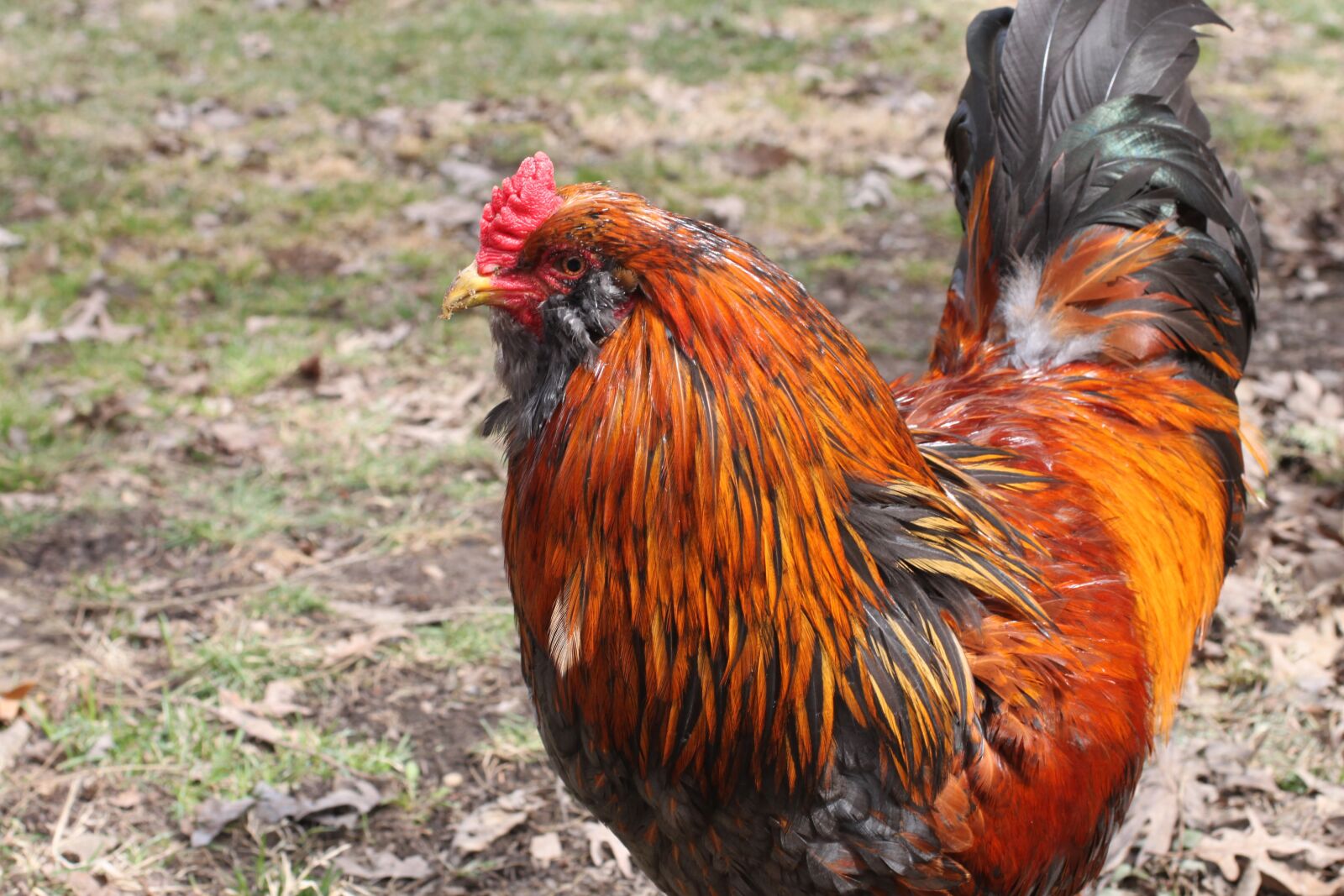 Canon EOS 500D (EOS Rebel T1i / EOS Kiss X3) sample photo. Rooster, cockerel, cock photography