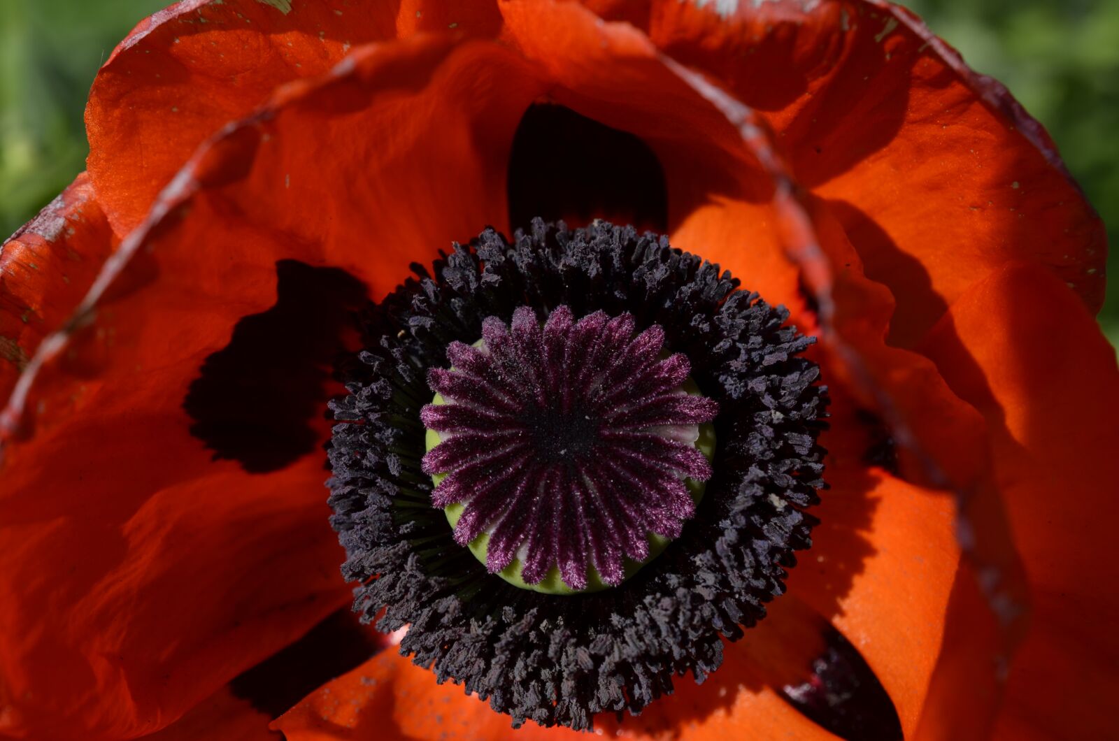 Nikon D5100 sample photo. Poppy, flowers, red poppy photography