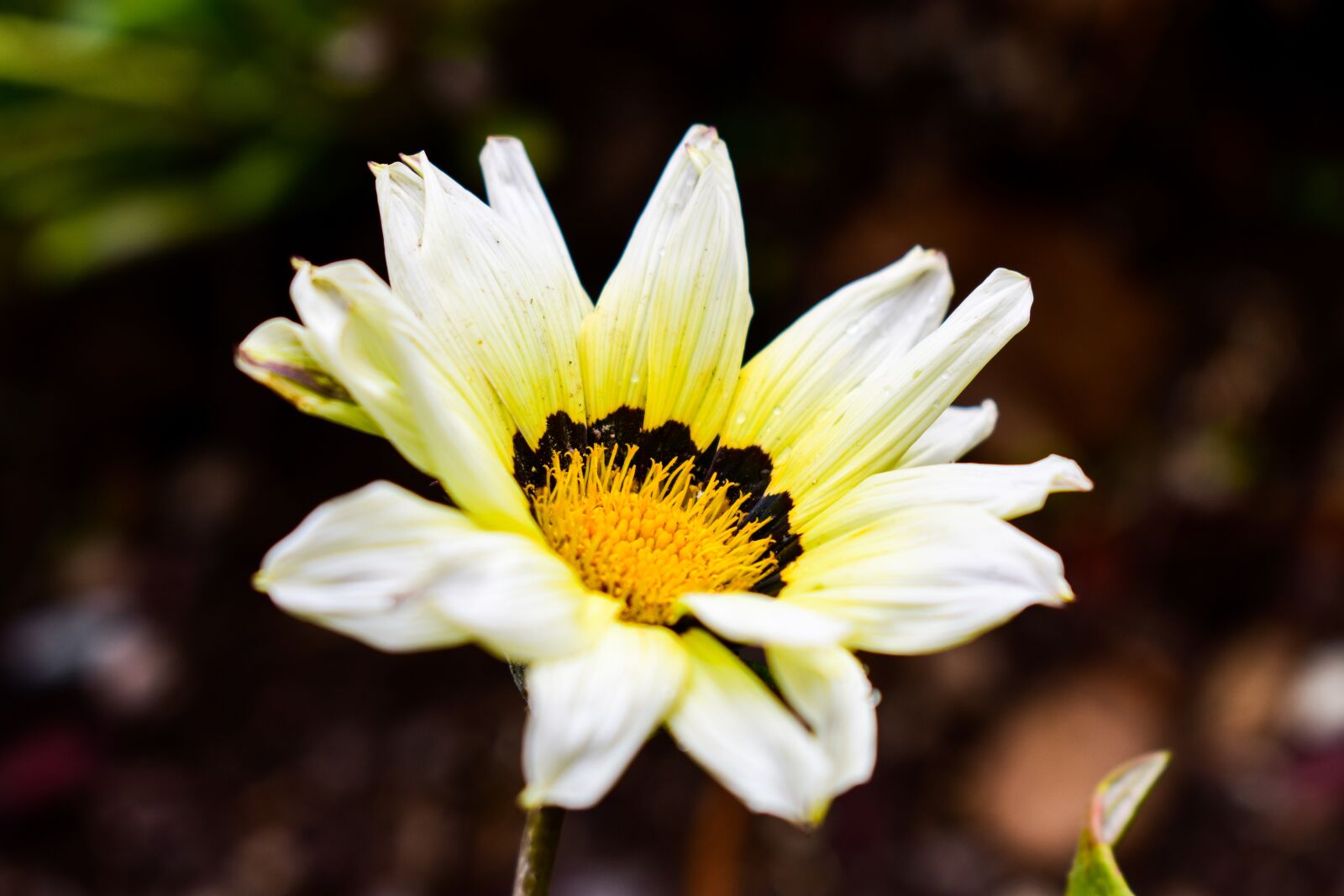 Nikon D3400 sample photo. Nature, flower, plant photography