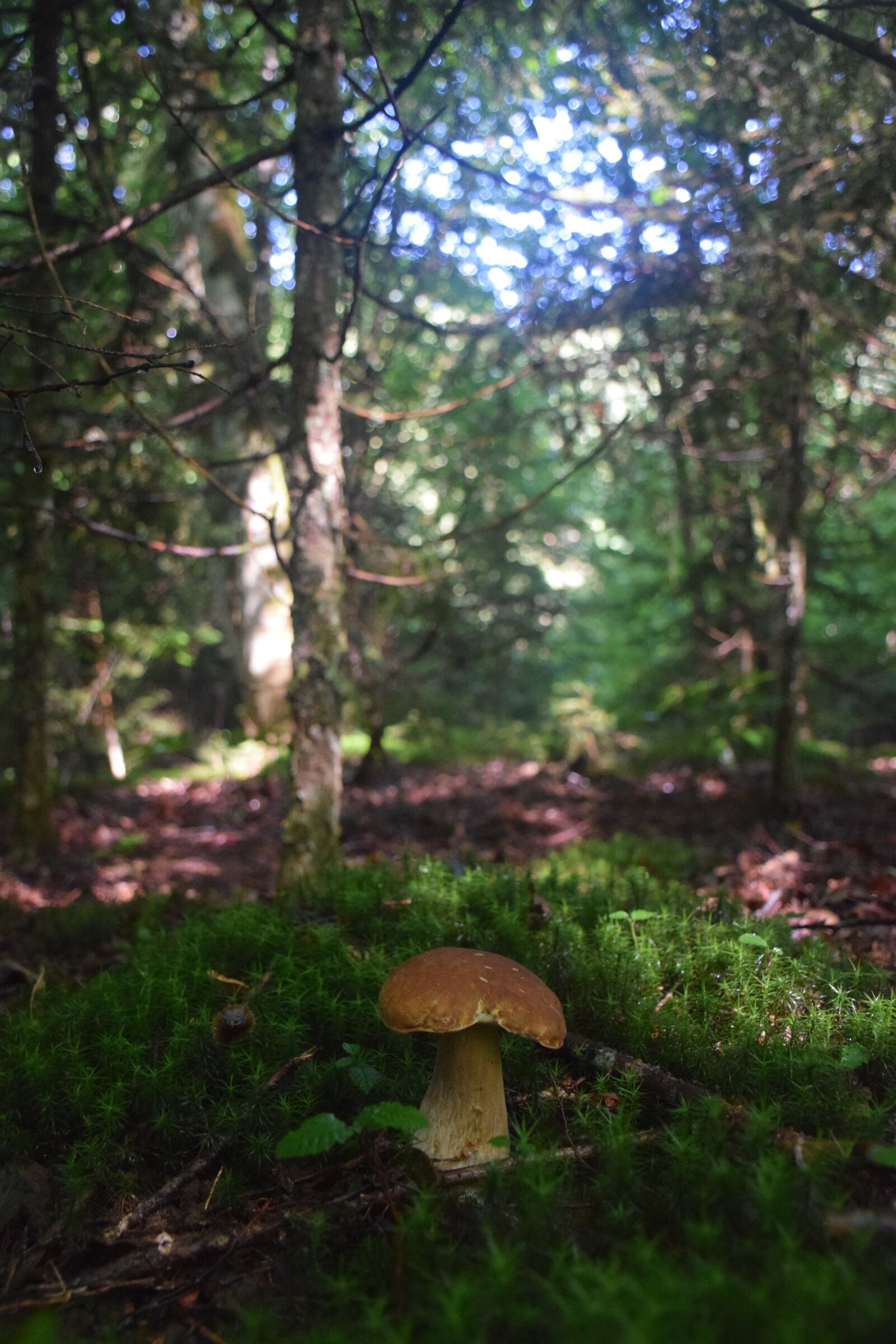Nikon D5300 sample photo. Mushroom, moss, food photography