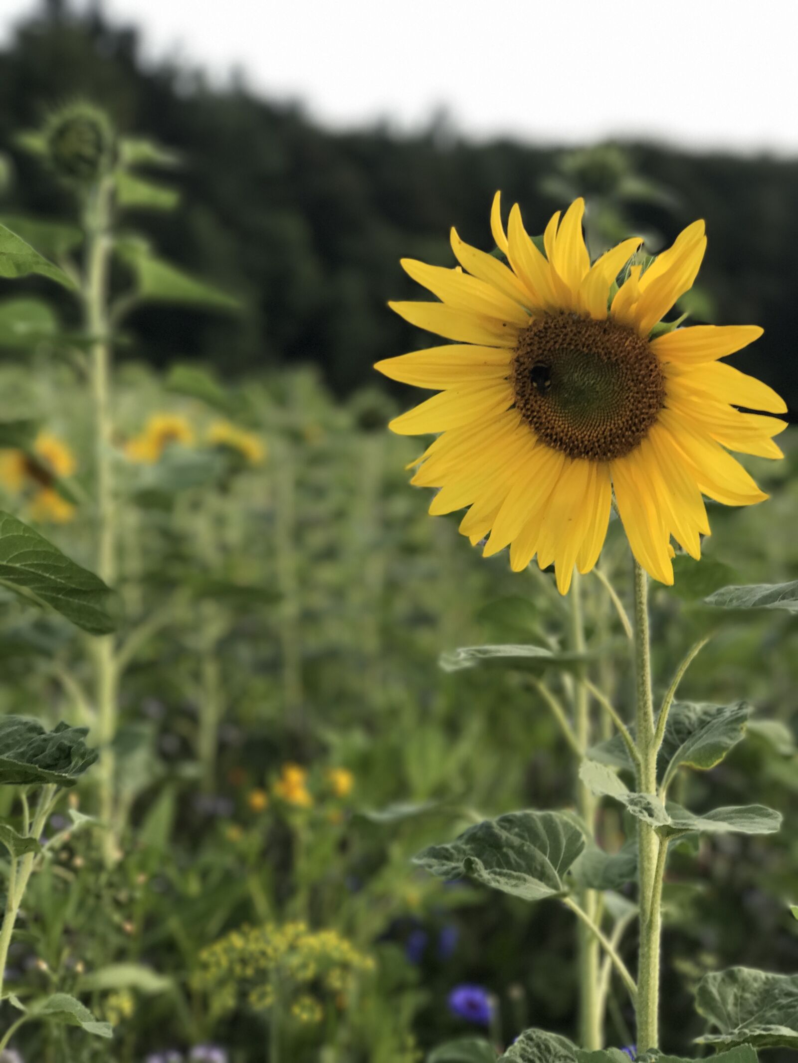 iPhone 7 Plus back dual camera 6.6mm f/2.8 sample photo. Sunflower, field, summer photography