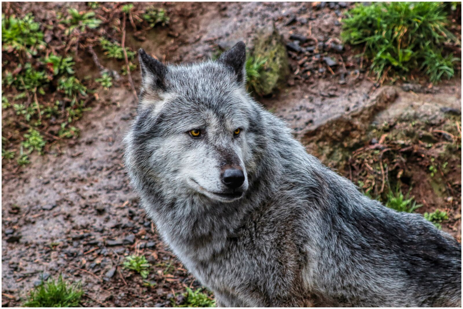 Canon EF75-300mm f/4-5.6 sample photo. Wolf, timberwolf, wolves photography