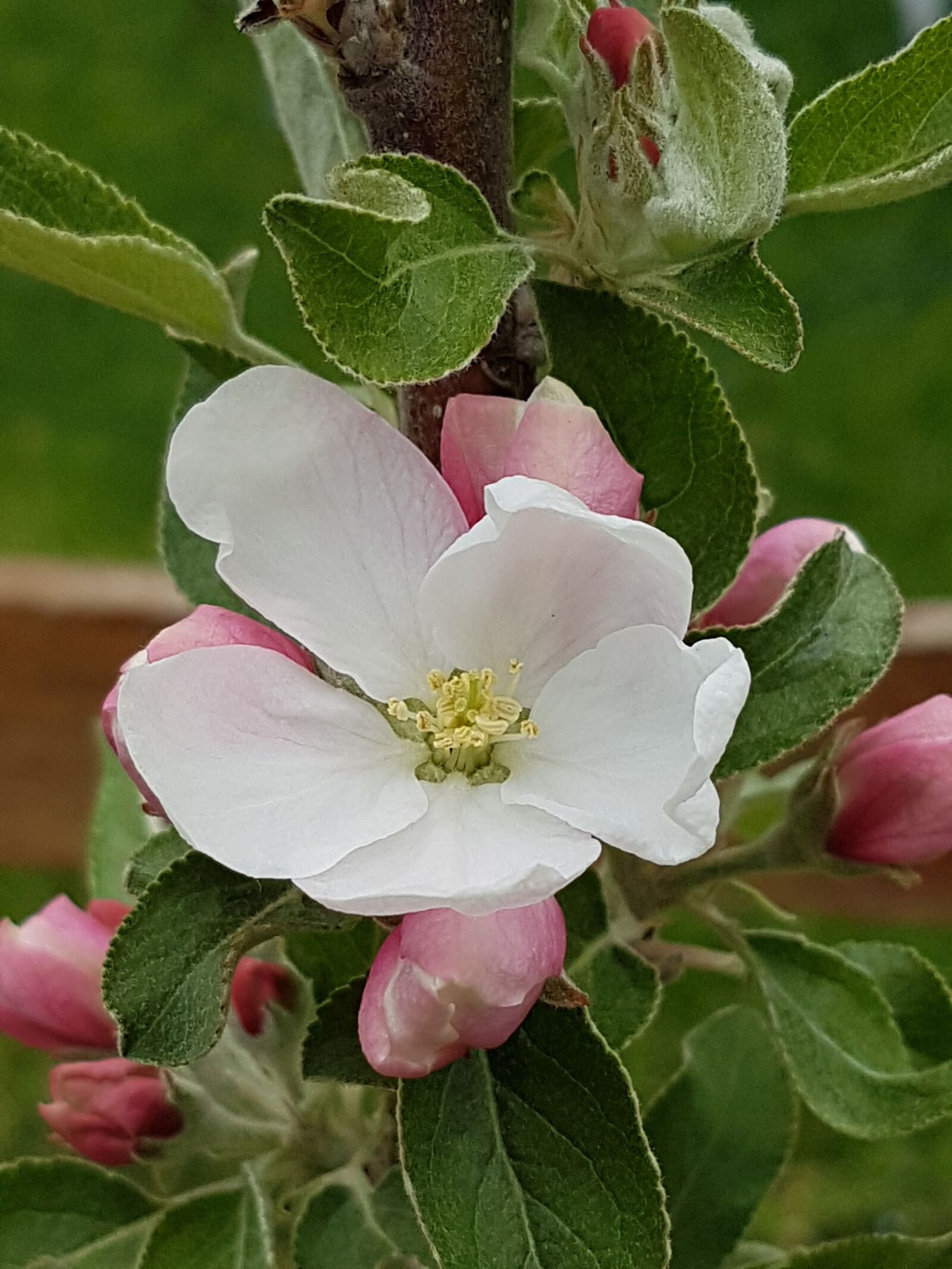 Samsung Galaxy S7 Edge sample photo. Apple, blossom, bloom photography