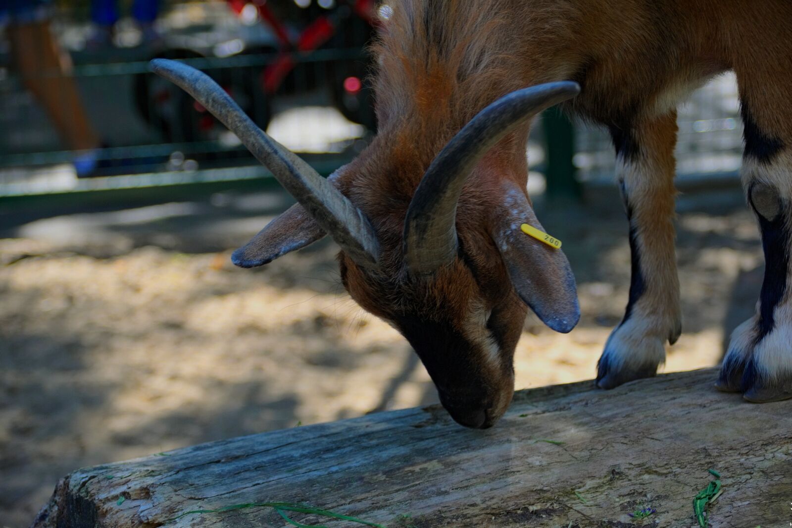 Nikon D3300 sample photo. Goat, horns, animal photography