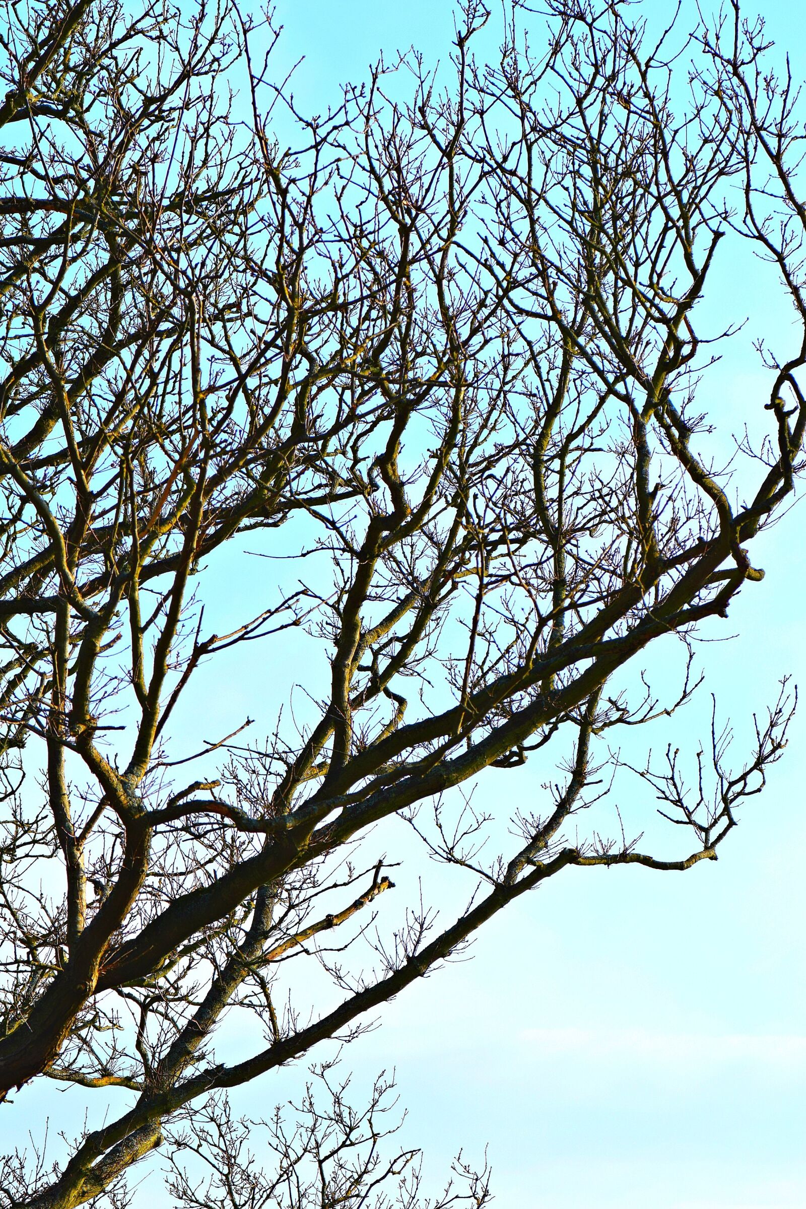 Nikon D5300 sample photo. Tree, sky, silhouette photography