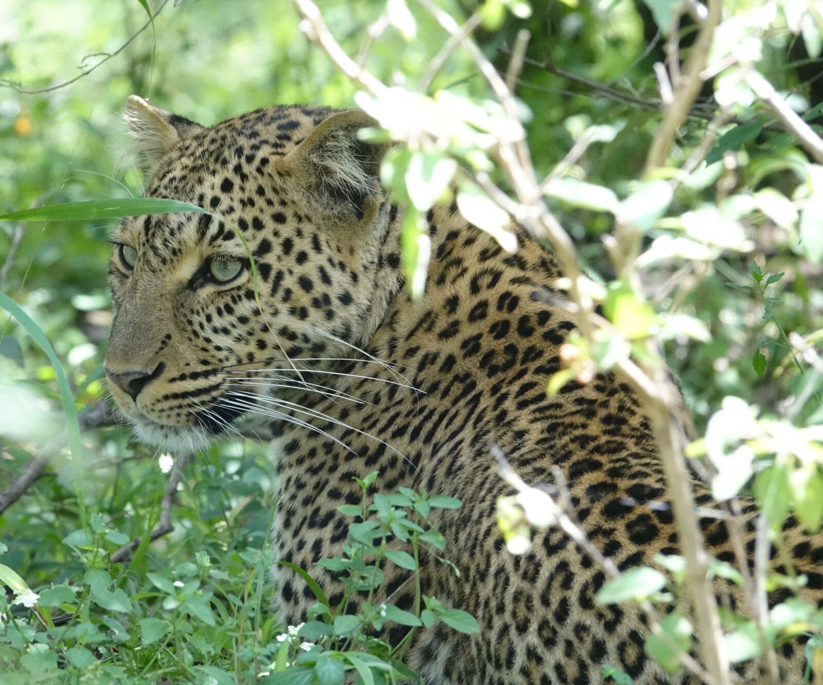 Sony Cyber-shot DSC-RX10 III sample photo. Wildlife, cat, nature photography