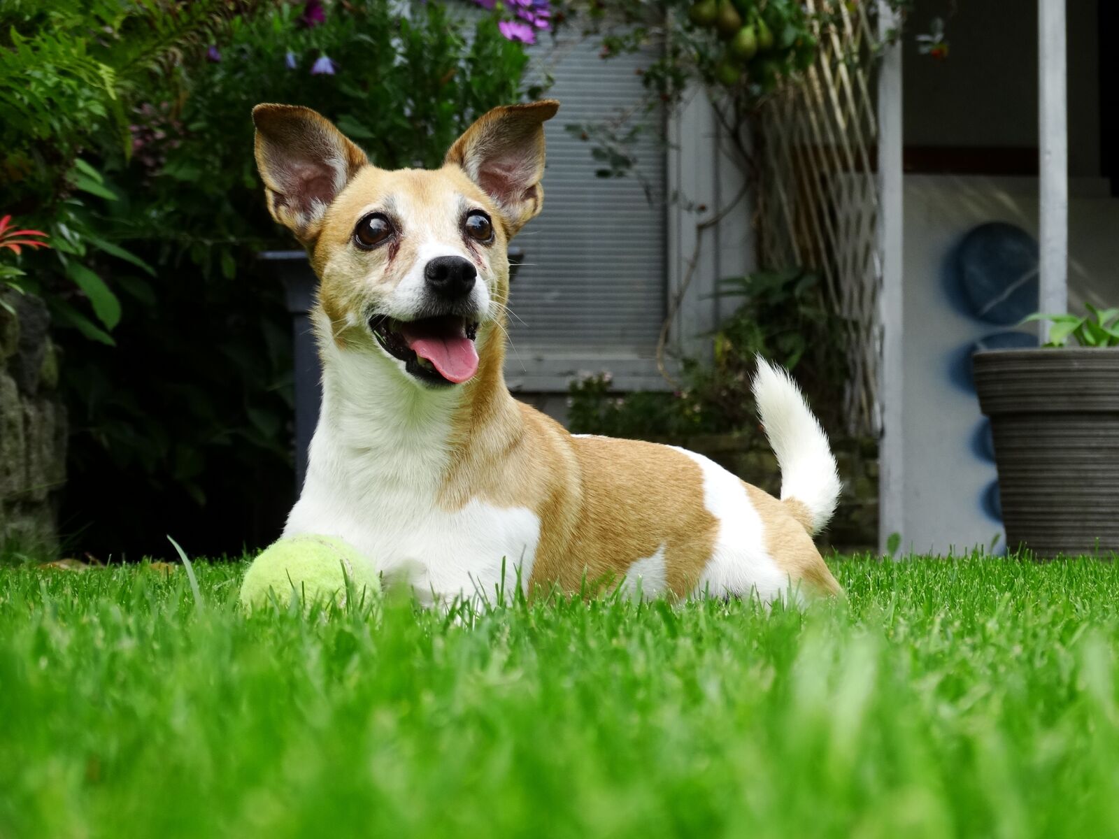 Sony Cyber-shot DSC-HX300 sample photo. Doggy, garden, play photography